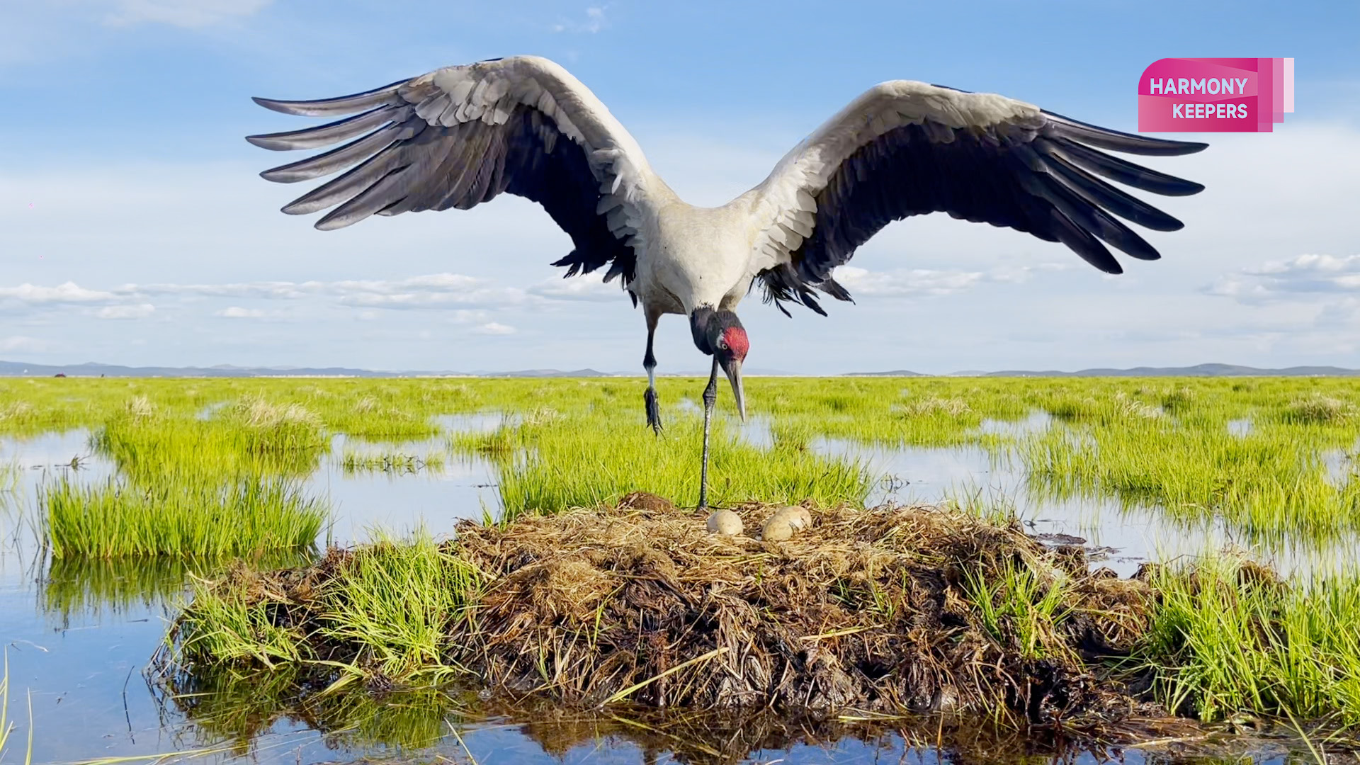 An undated photo shows a black-necked crane protecting its eggs. /CGTN