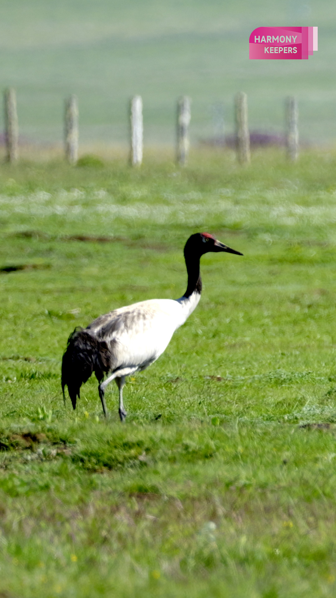 An undated photo shows a graceful black-necked crane in Sichuan's Zoige Wetland. /CGTN