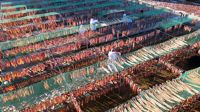 A file photo shows fish drying in a yard in Rongcheng City, Shandong Province. /CFP