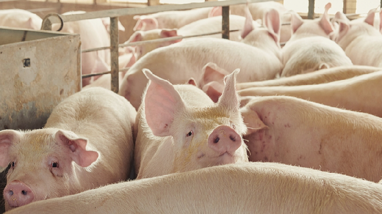 AI Interprets Oinks and Grunts to Ensure Pig Well-being