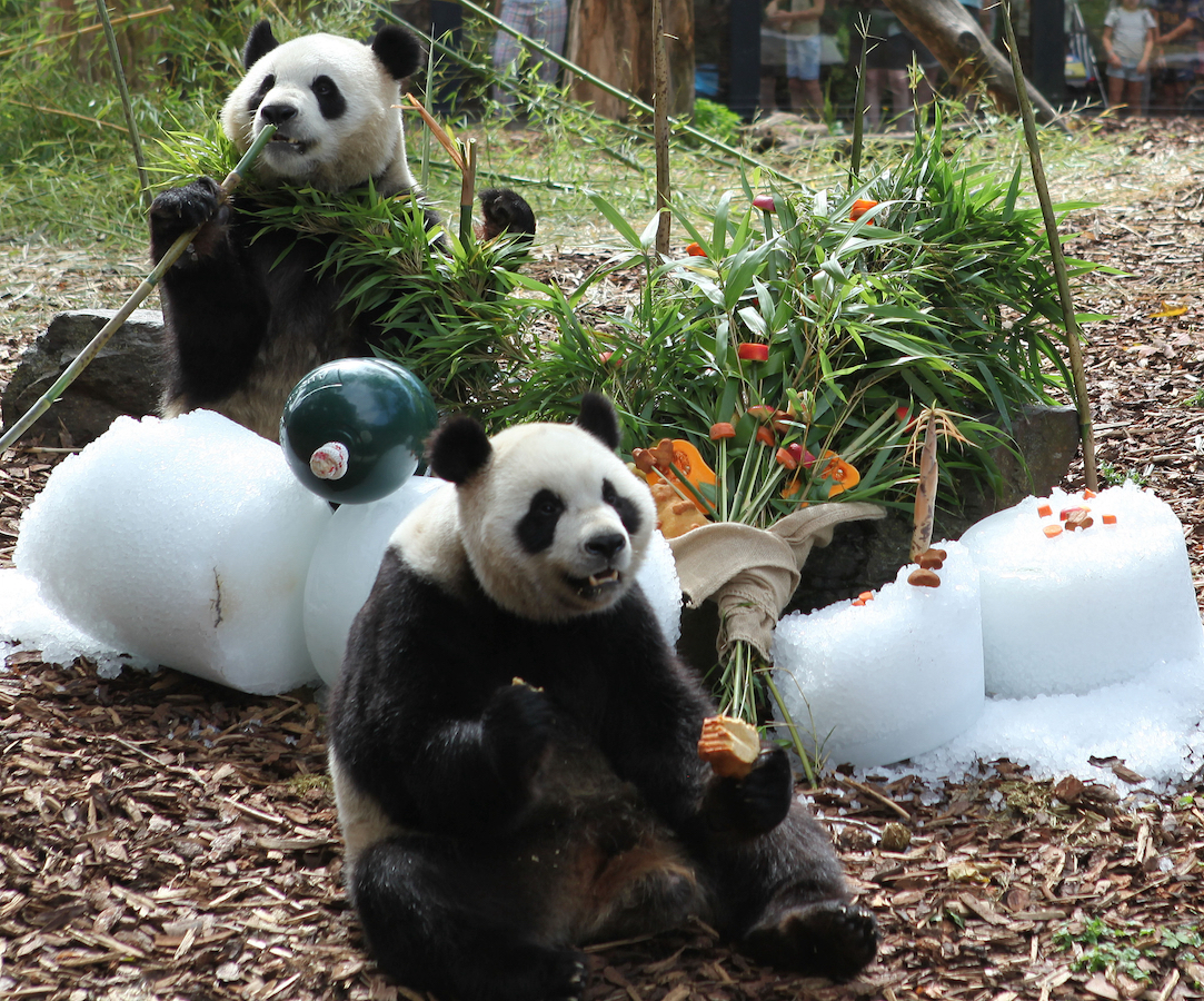 Giant pandas Bao Di and Bao Mei at the Pairi Daiza zoo in Brugelette, Belgium, August 16, 2023. /CFP