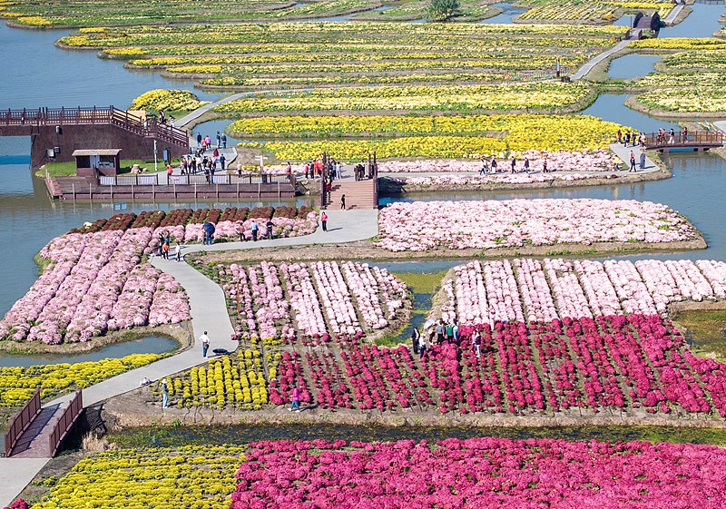 A vast sea of blooming flowers is seen at the Qianduo scenic spot in Xinghua City, Jiangsu Province, October 23, 2024. /CFP