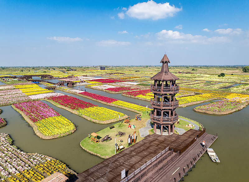 A vast sea of blooming flowers is seen at the Qianduo scenic spot in Xinghua City, Jiangsu Province, October 23, 2024. /CFP