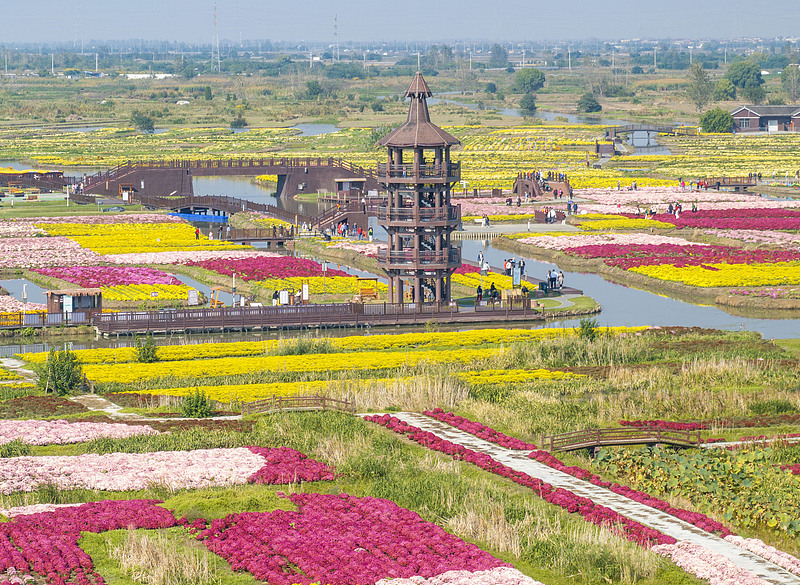 A vast sea of blooming flowers is seen at the Qianduo scenic spot in Xinghua City, Jiangsu Province, October 23, 2024. /CFP