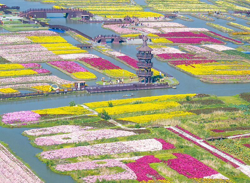 A vast sea of blooming flowers is seen at the Qianduo scenic spot in Xinghua City, Jiangsu Province, October 23, 2024. /CFP