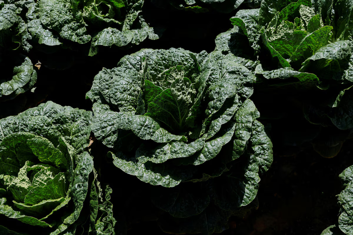 Kimchi cabbages in Anbandeogi village, Gangneung, South Korea, August 22, 2024. /Reuters