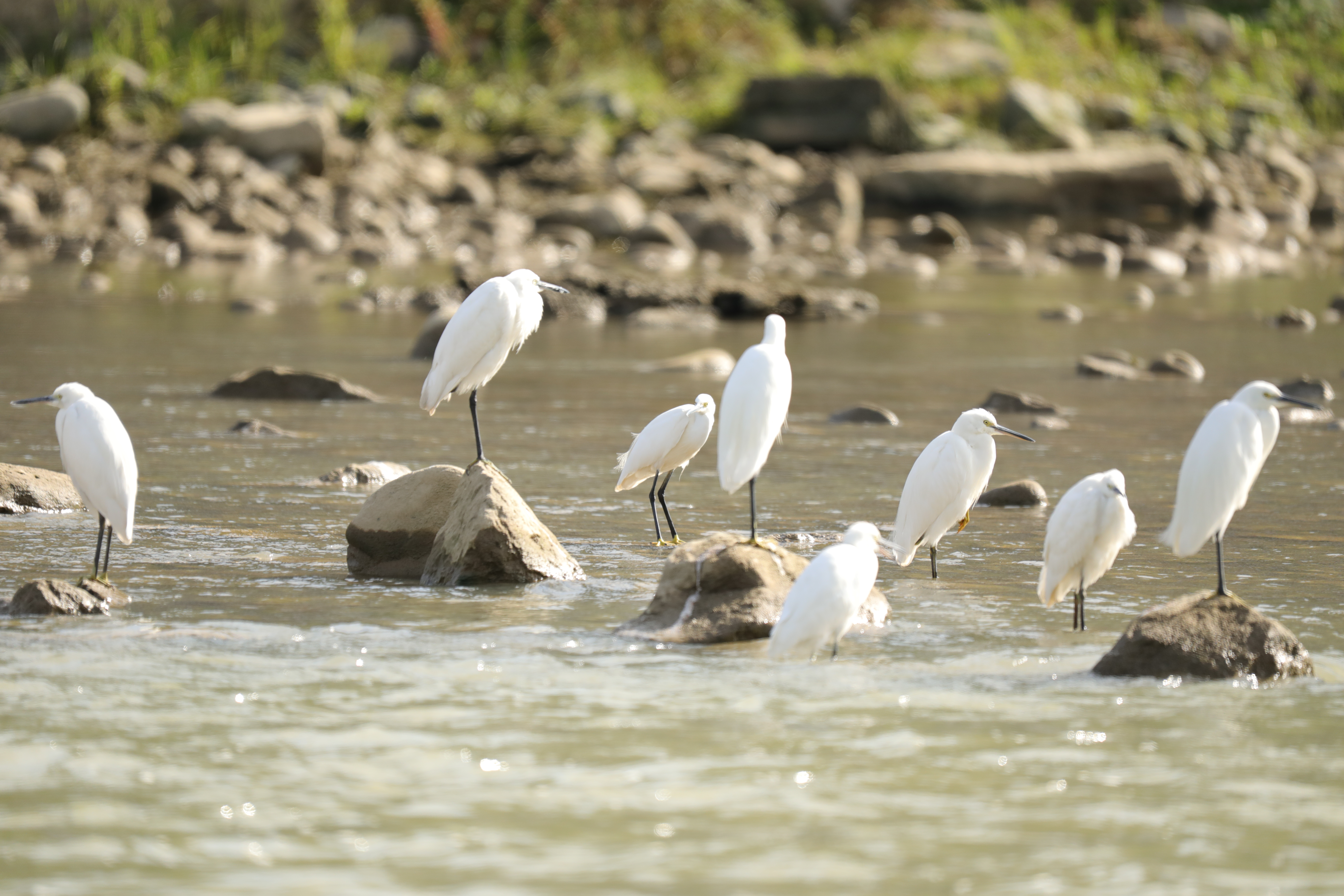 A flock of migratory birds rests in Yinjiang Tujia and Miao Autonomous County, Guizhou Province. /Photo provided to CGTN