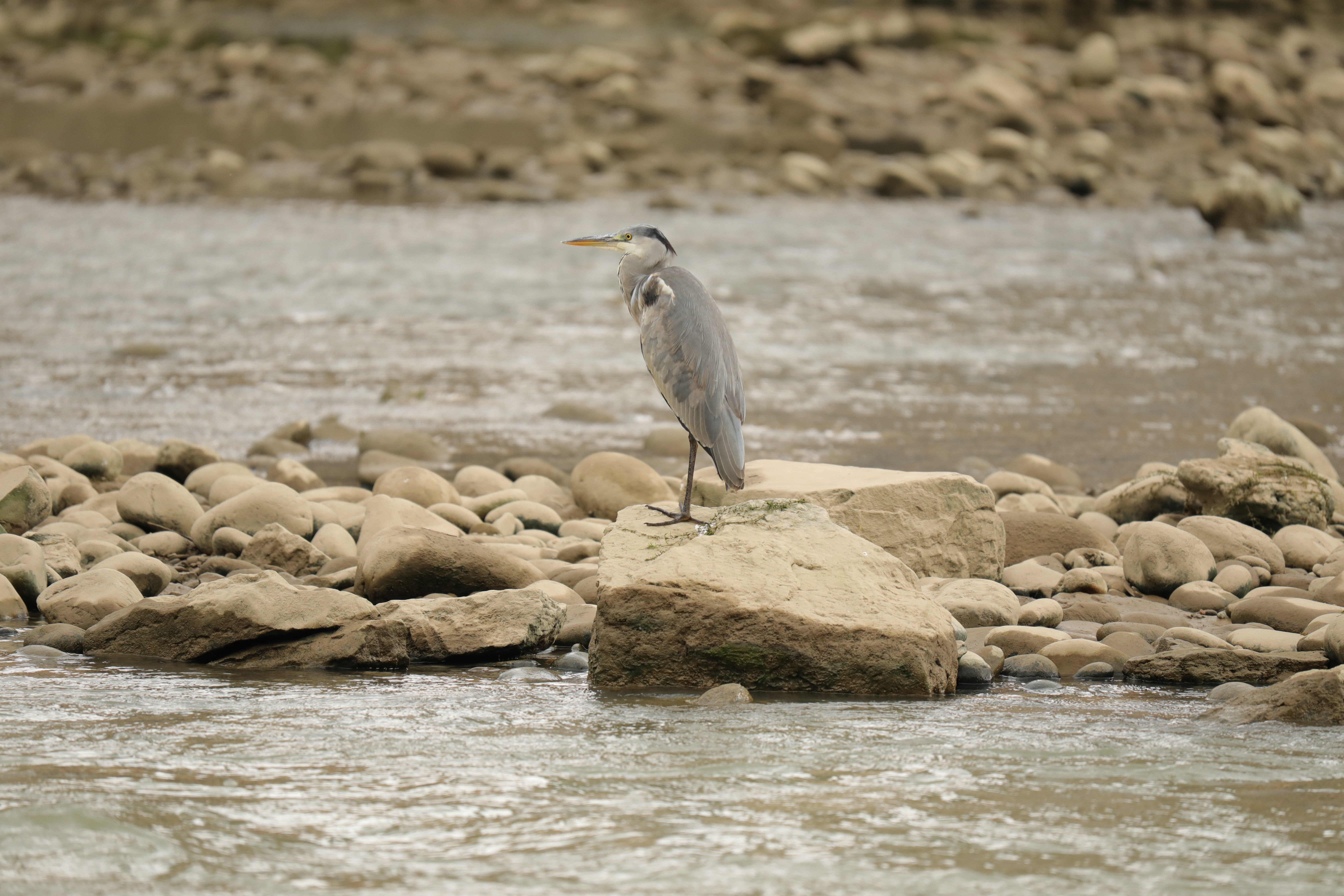 A gray heron perches on a rock in Yinjiang Tujia and Miao Autonomous County, Guizhou Province. /Photo provided to CGTN