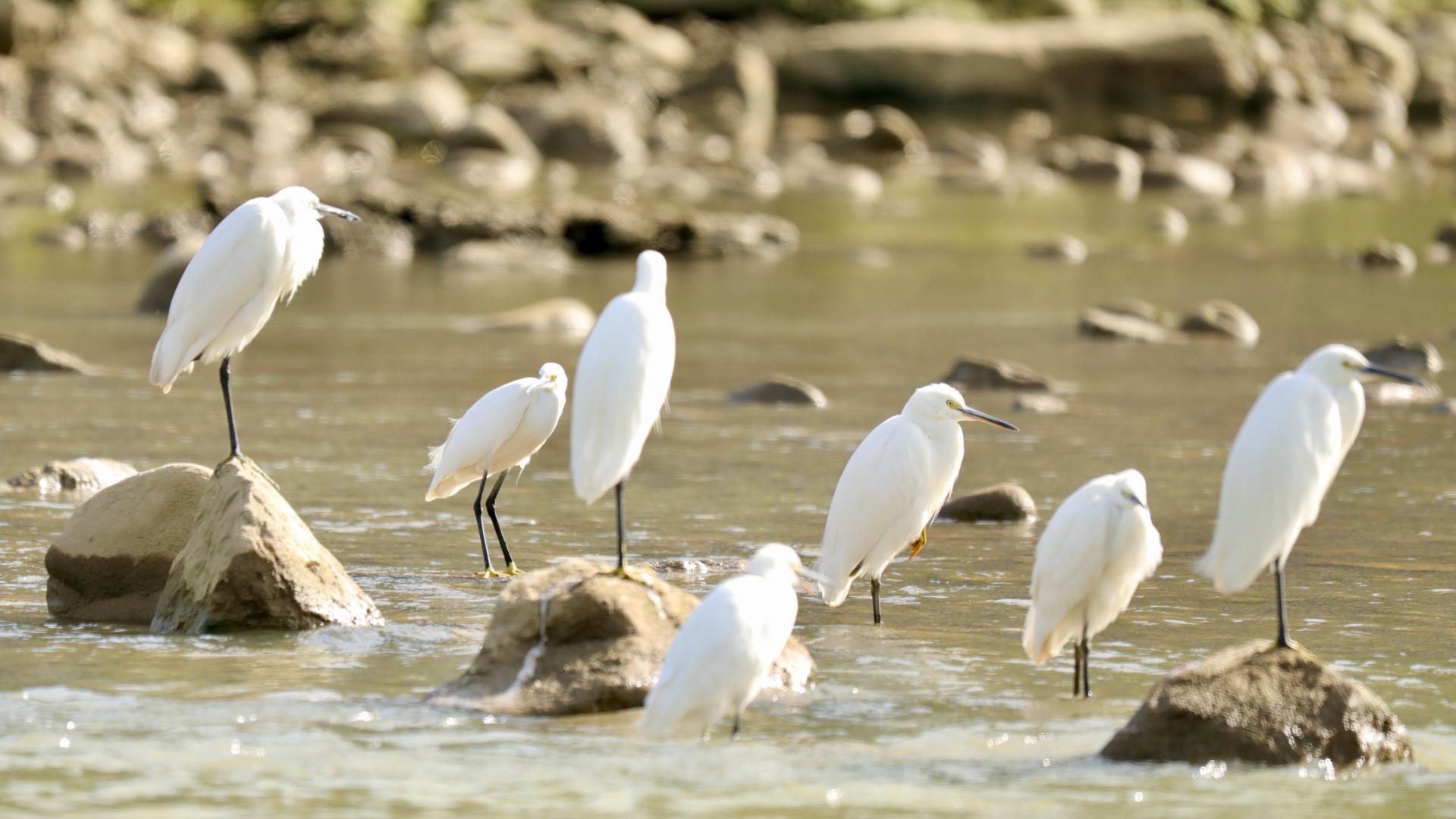 Egrets and gray herons migrate to southwest China - CGTN