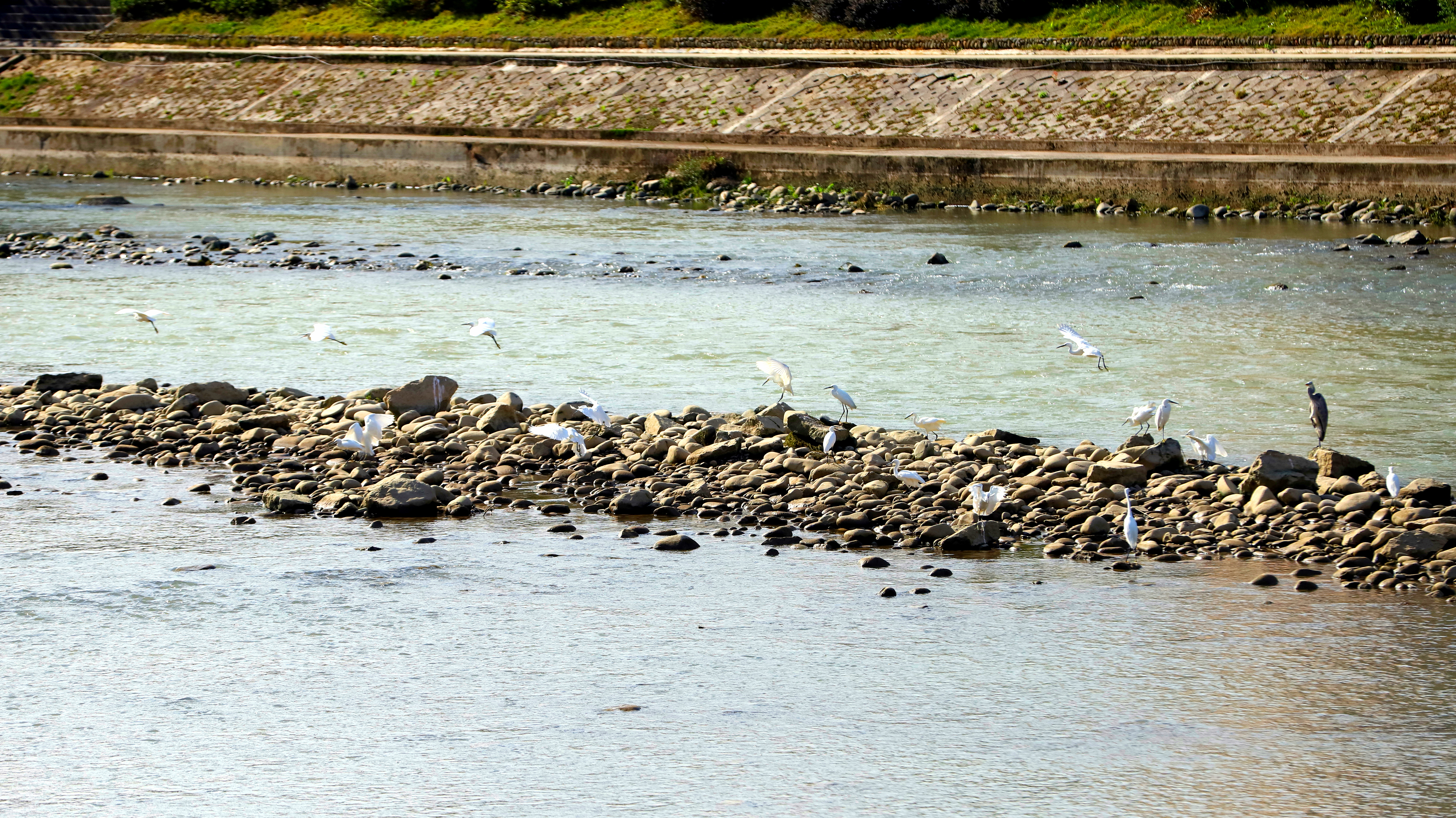 A flock of migratory birds rests in Yinjiang Tujia and Miao Autonomous County, Guizhou Province. /Photo provided to CGTN