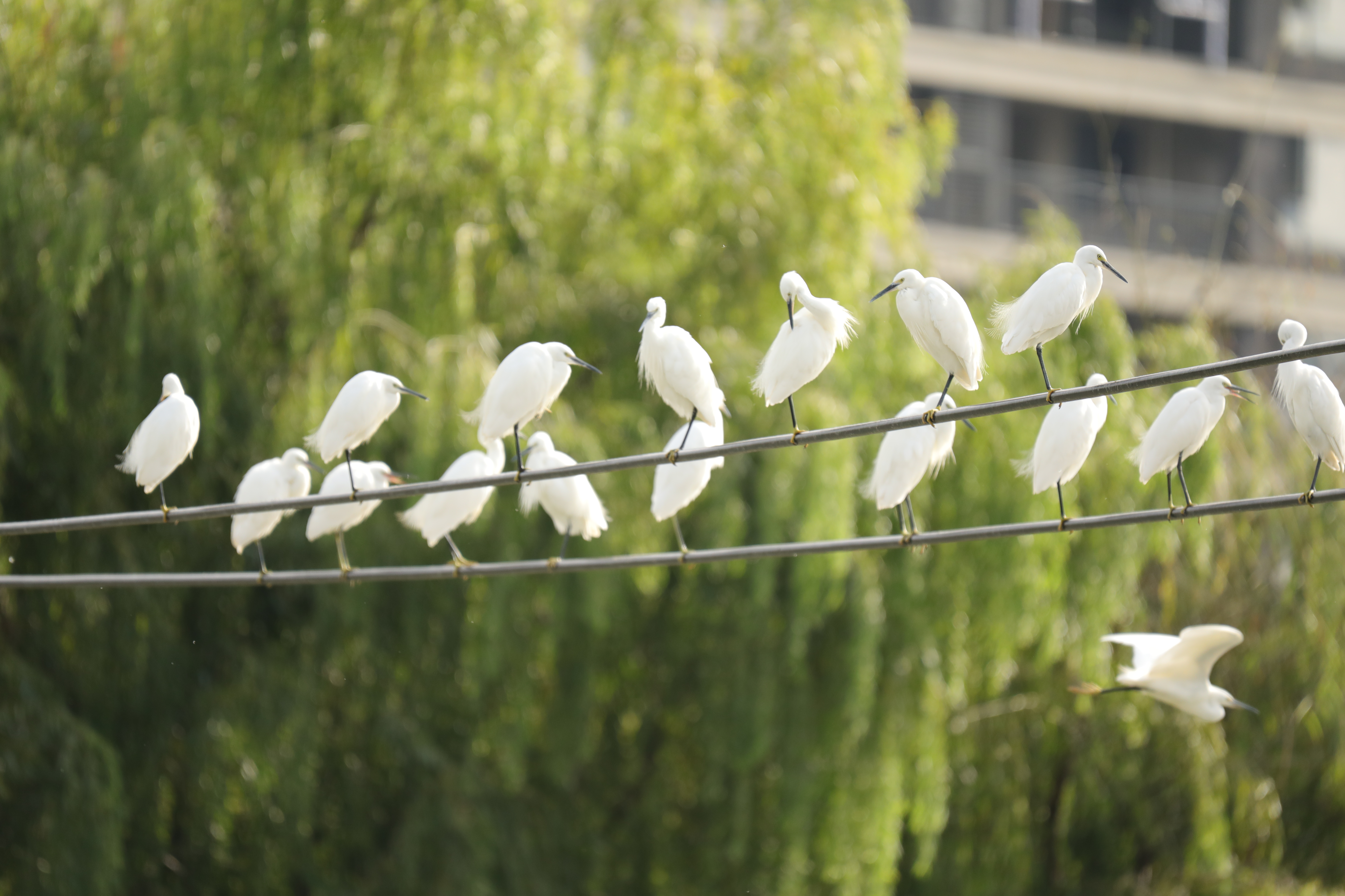 A flock of egrets perches on power lines in Yinjiang Tujia and Miao Autonomous County, Guizhou Province. /Photo provided to CGTN