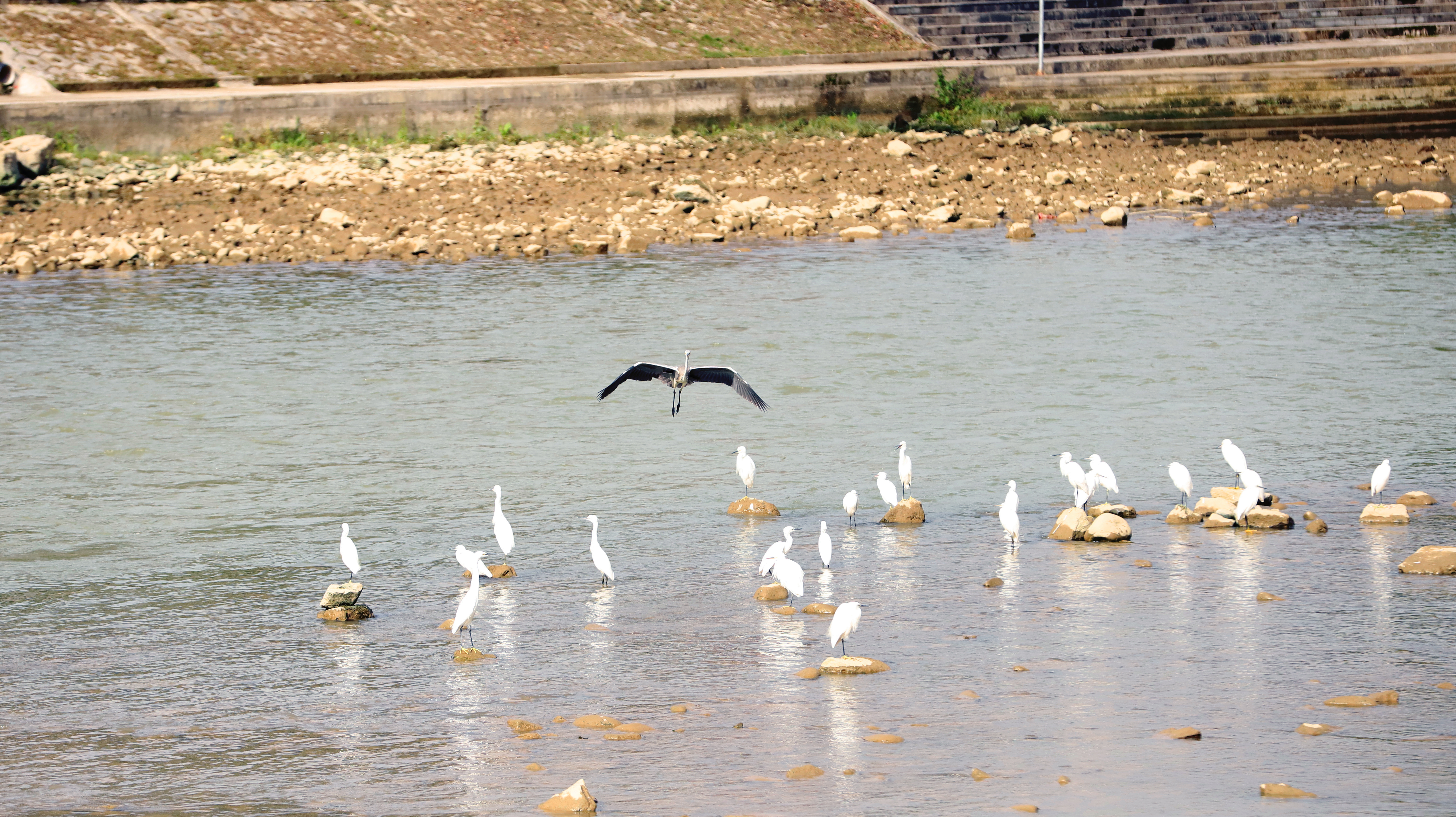 A flock of migratory birds rests in Yinjiang Tujia and Miao Autonomous County, Guizhou Province. /Photo provided to CGTN