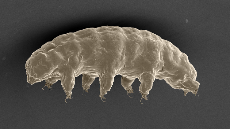 Chinese researchers uncover the secrets behind tardigrades' ability to withstand radiation