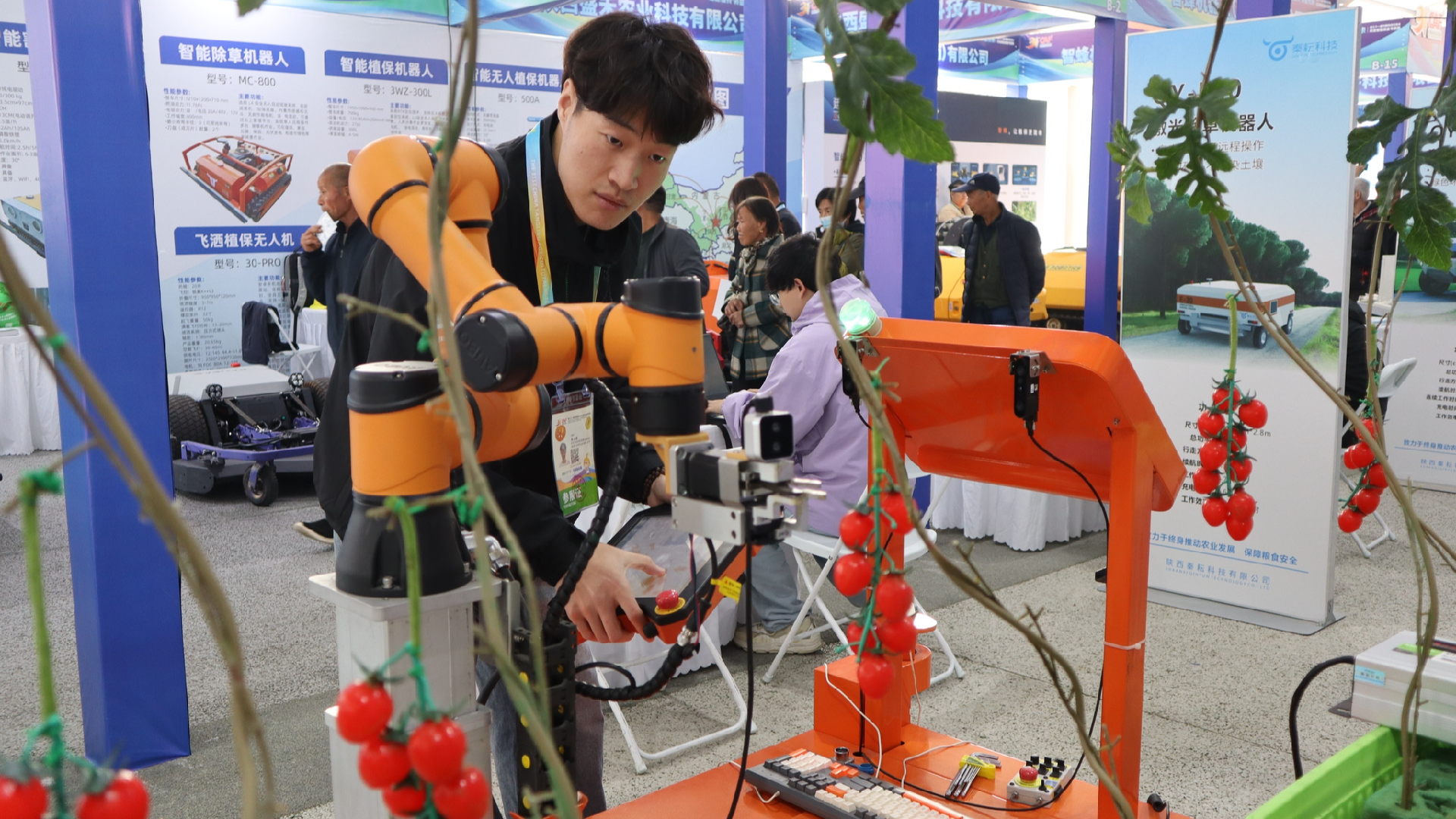 Tomato-harvesting robot shines at Chinese agricultural technology expo