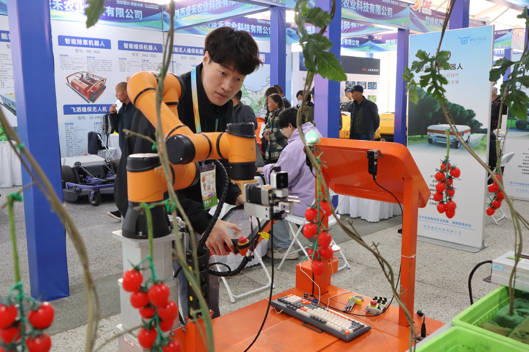 A visitor tries a robot that picks tomatoes at the 31st China Yangling Agricultural Hi-tech Fair, Xianyang City, northwest China's Shaanxi Province, October 25, 2024. /CFP