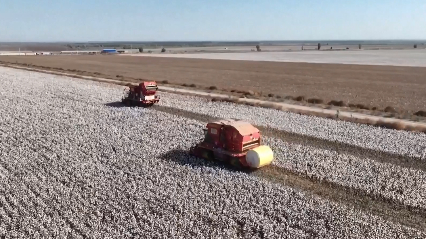 A cotton field in Bortala Mongolian Autonomous Prefecture, Xinjiang Uygur Autonomous Region, northwest China. /CMG