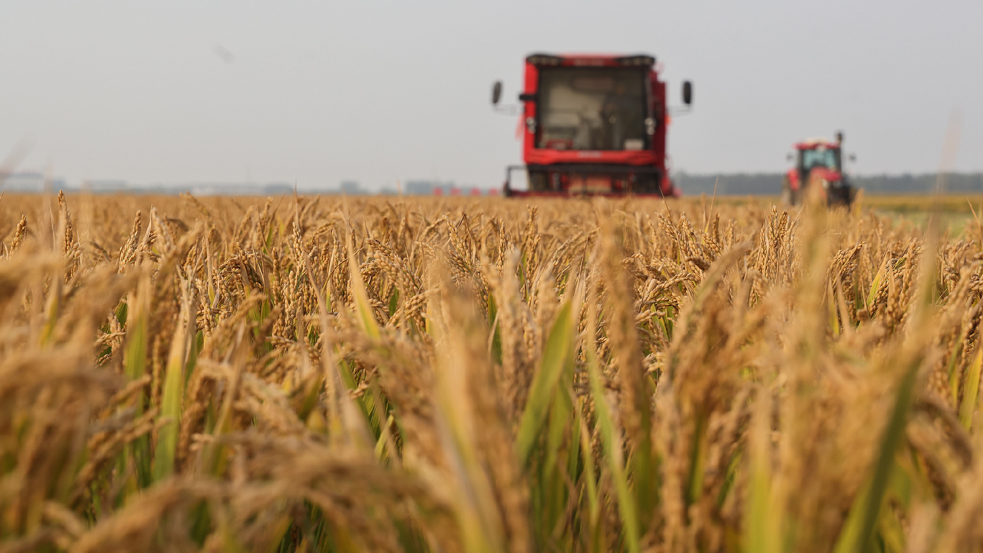 Key Agricultural Regions in China Achieve Significant Grain Harvest