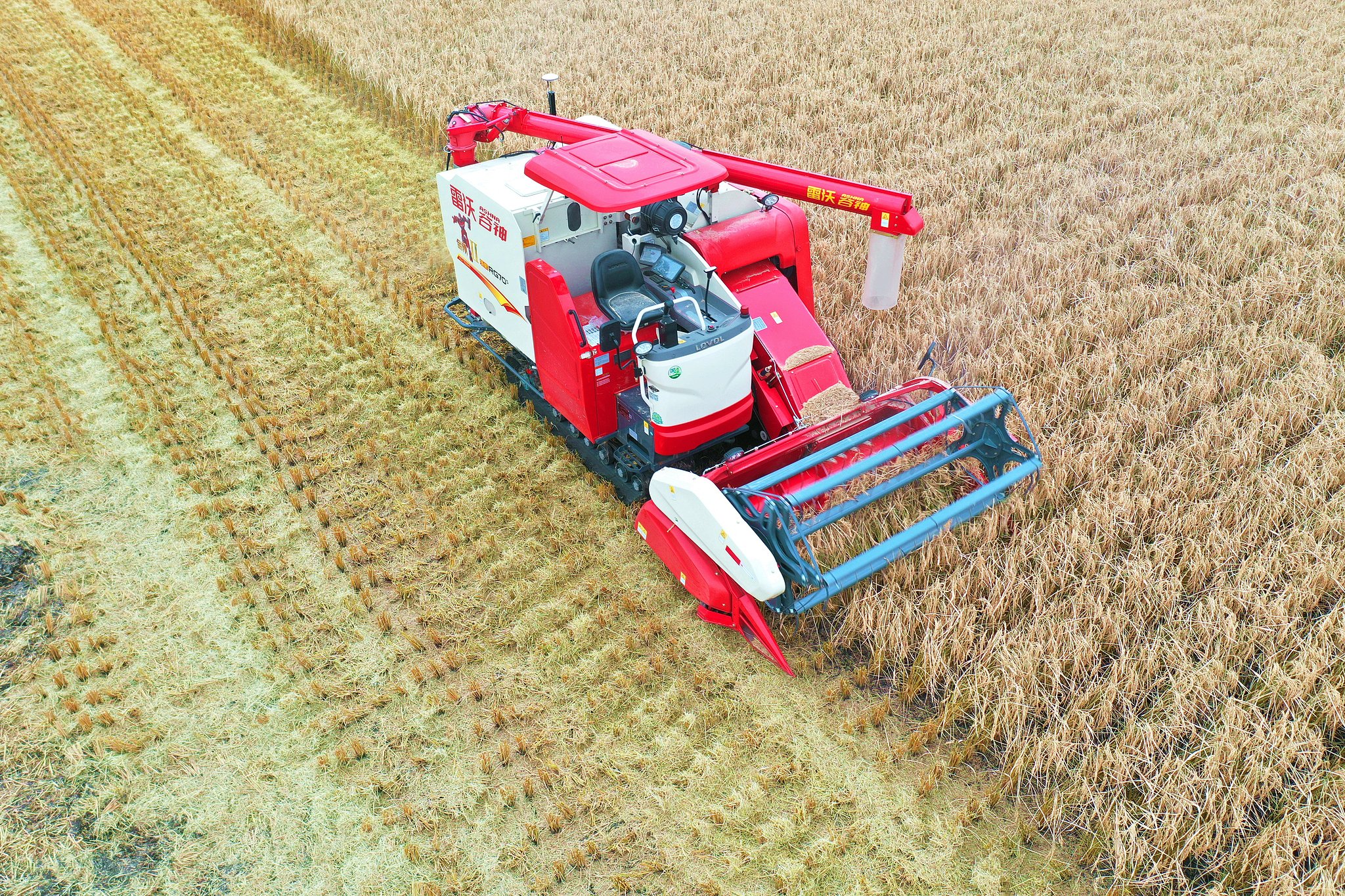 Harvesting rice in Shuangyashan, northeast China's Heilongjiang Province, October 14, 2024. /CFP