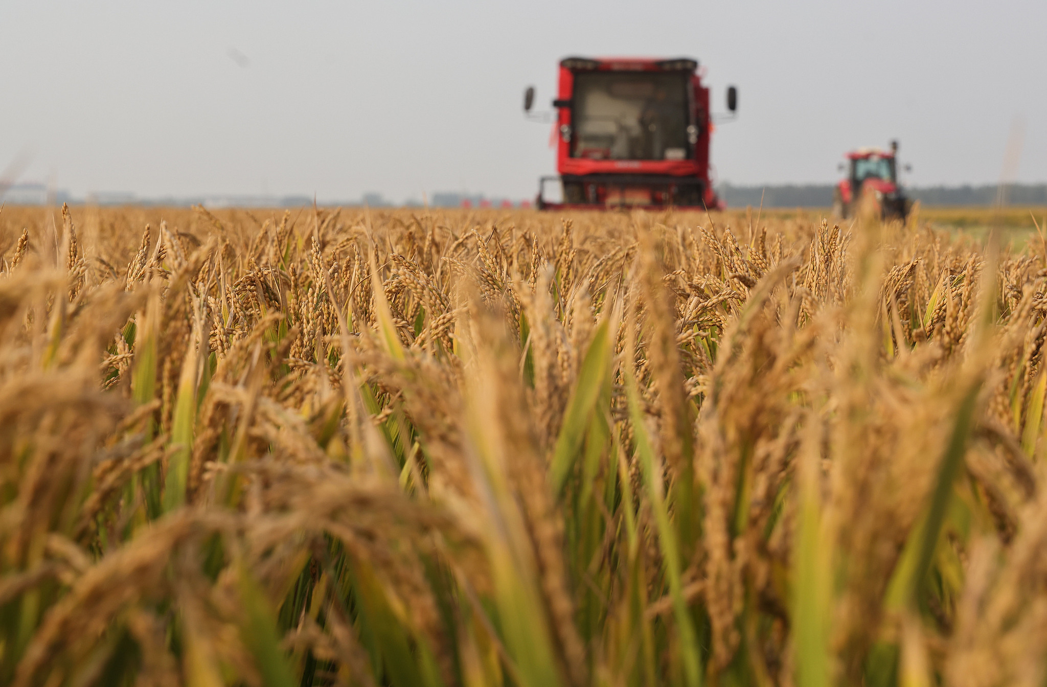 Harvesting rice at Shalan farm in Linyi, east China's Shandong Province, October 26, 2024. /CFP