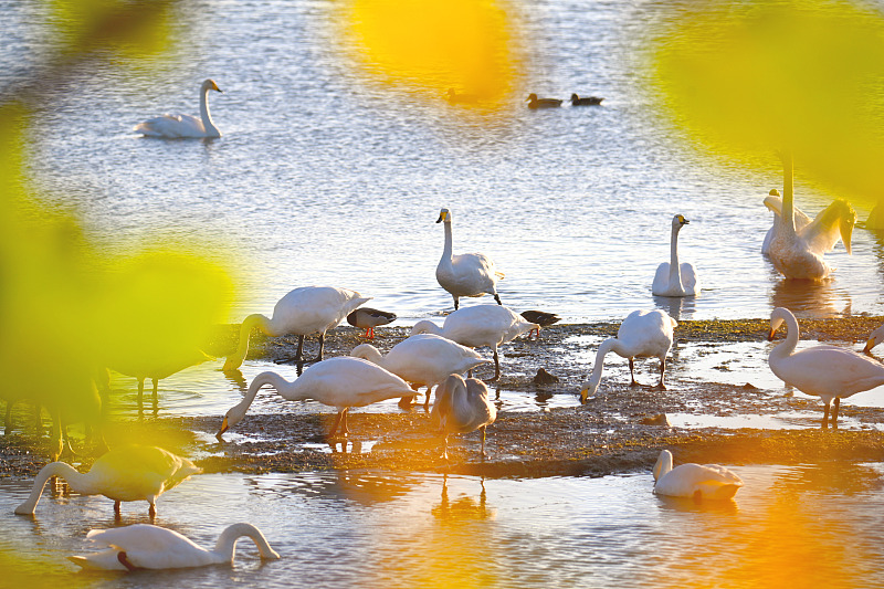 A flock of swans is seen at the Great Swan National Nature Reserve in Rongcheng City, Shandong Province, October 28, 2024. /CFP