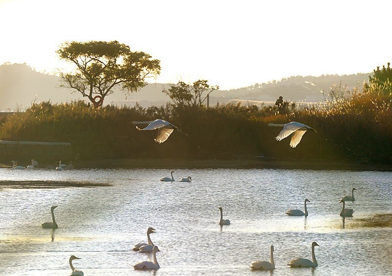 A flock of swans is seen at the Great Swan National Nature Reserve in Rongcheng City, Shandong Province, October 28, 2024. /CFP