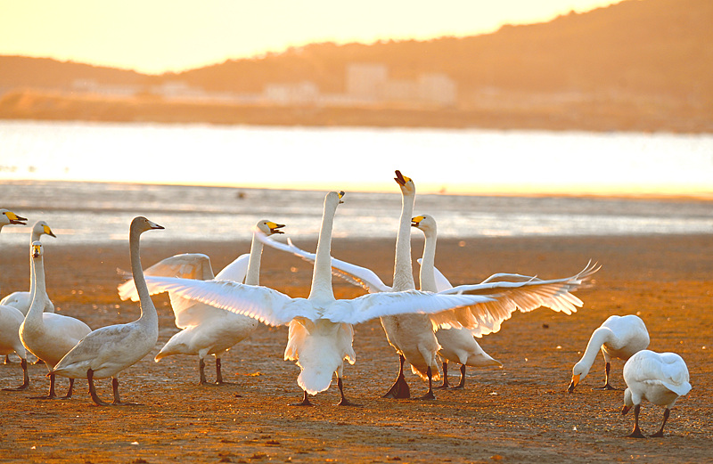 A flock of swans is seen at the Great Swan National Nature Reserve in Rongcheng City, Shandong Province, October 28, 2024. /CFP