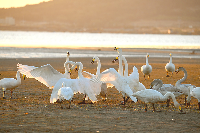 A flock of swans is seen at the Great Swan National Nature Reserve in Rongcheng City, Shandong Province, October 28, 2024. /CFP