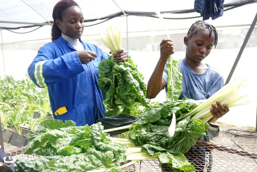 Young people prepare freshly harvested vegetables for sale at People's Process on Housing and Poverty in Zambia, a grassroots organization, in Chibombo District, central Zambia, April 17, 2024. /Xinhua