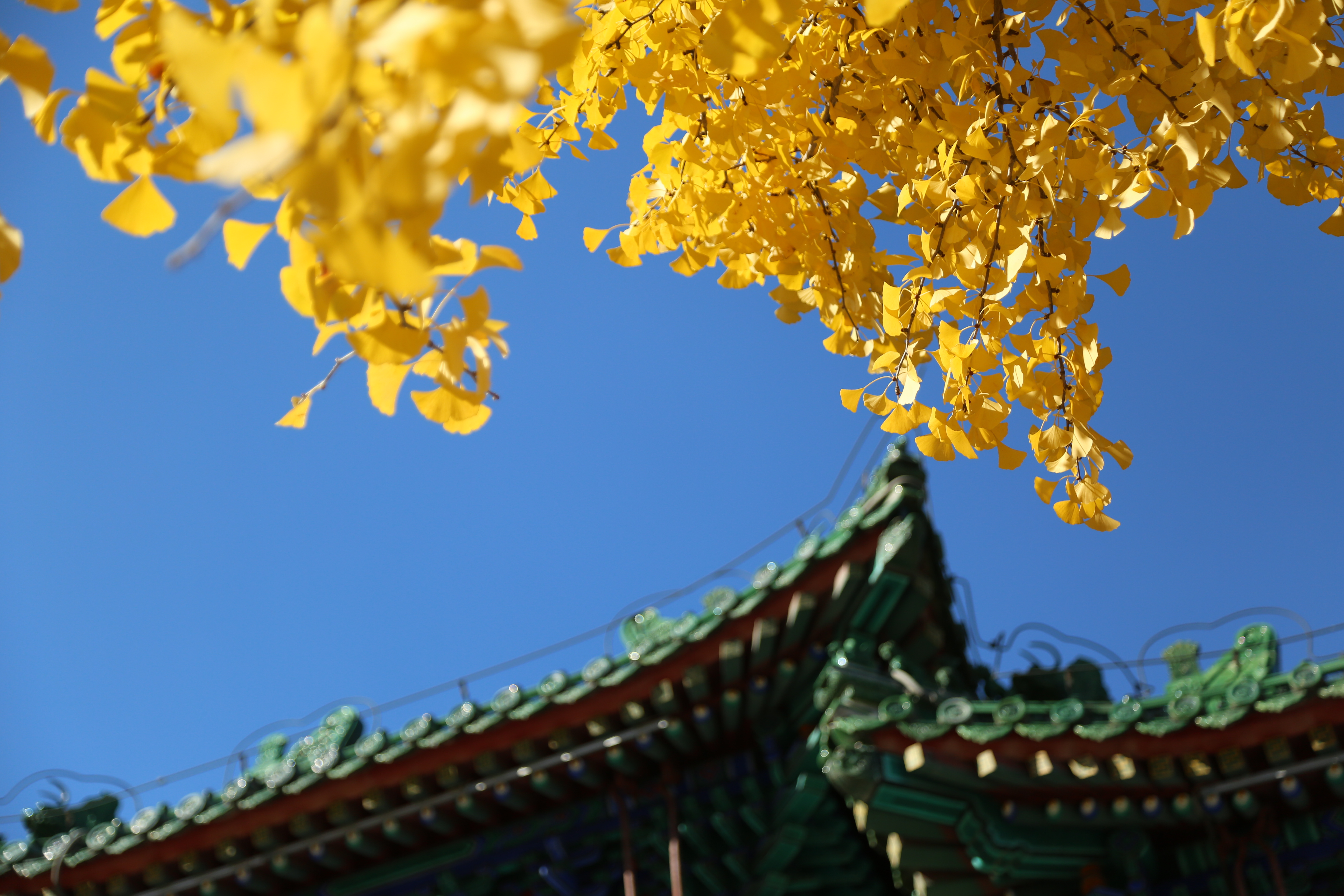 Golden ginkgo leaves at the Juyongguan section of the Great Wall in autumn, Beijing, China, October 29, 2024. 