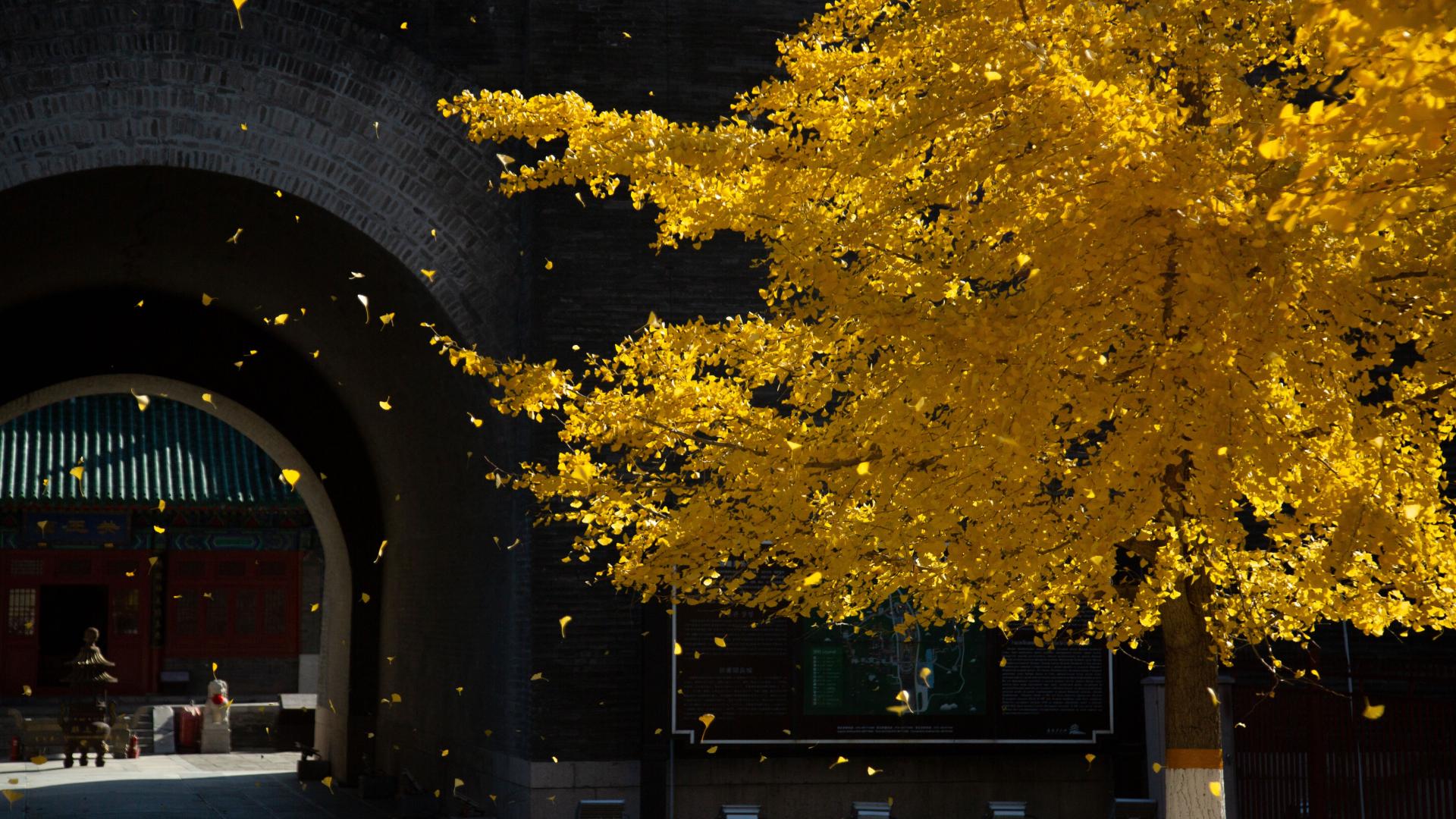 China's Great Wall showcases its autumn beauty