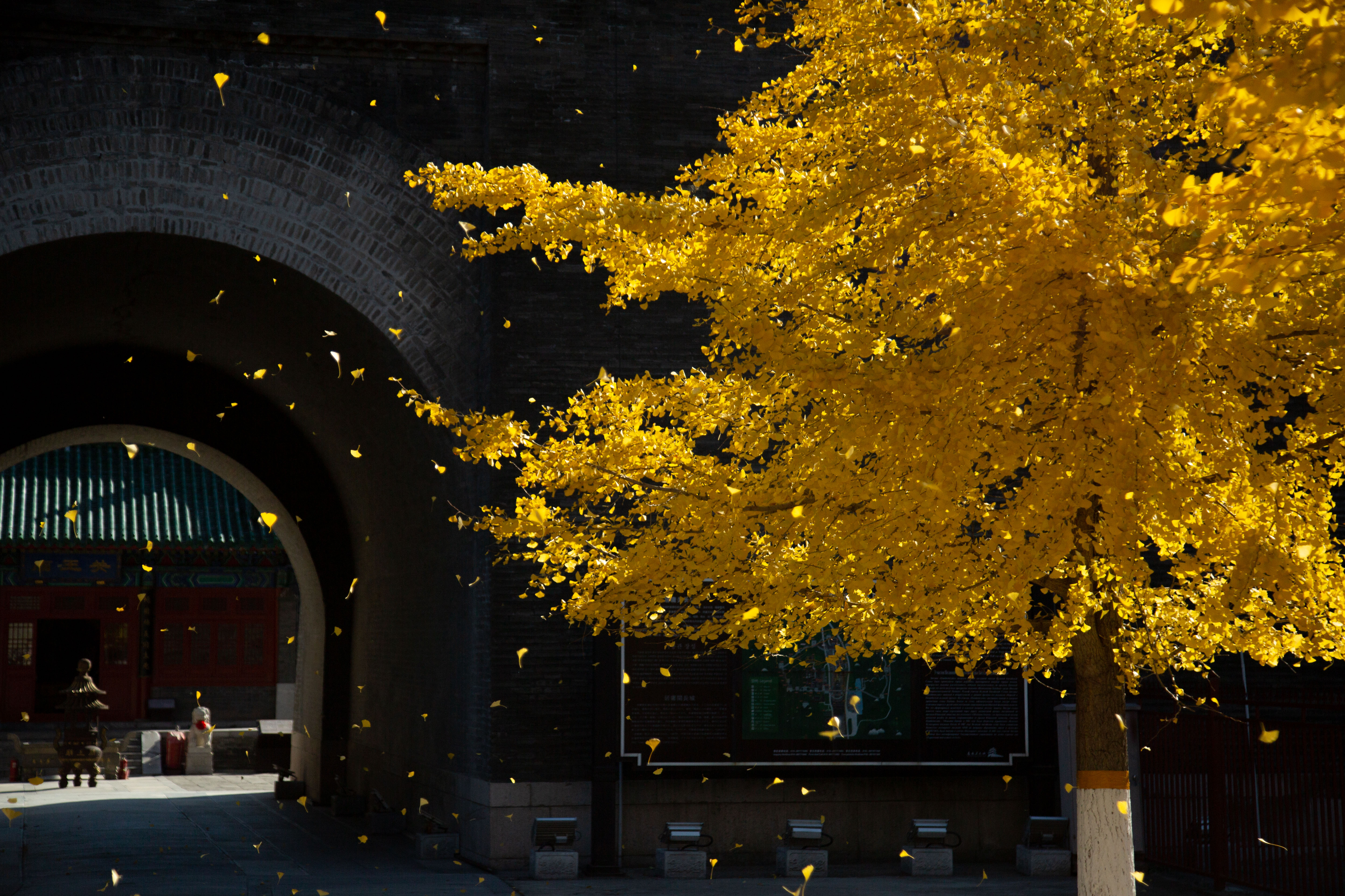 Autumn leaves as seen at the Juyongguan section of the Great Wall in Beijing, China, October 29, 2024. 