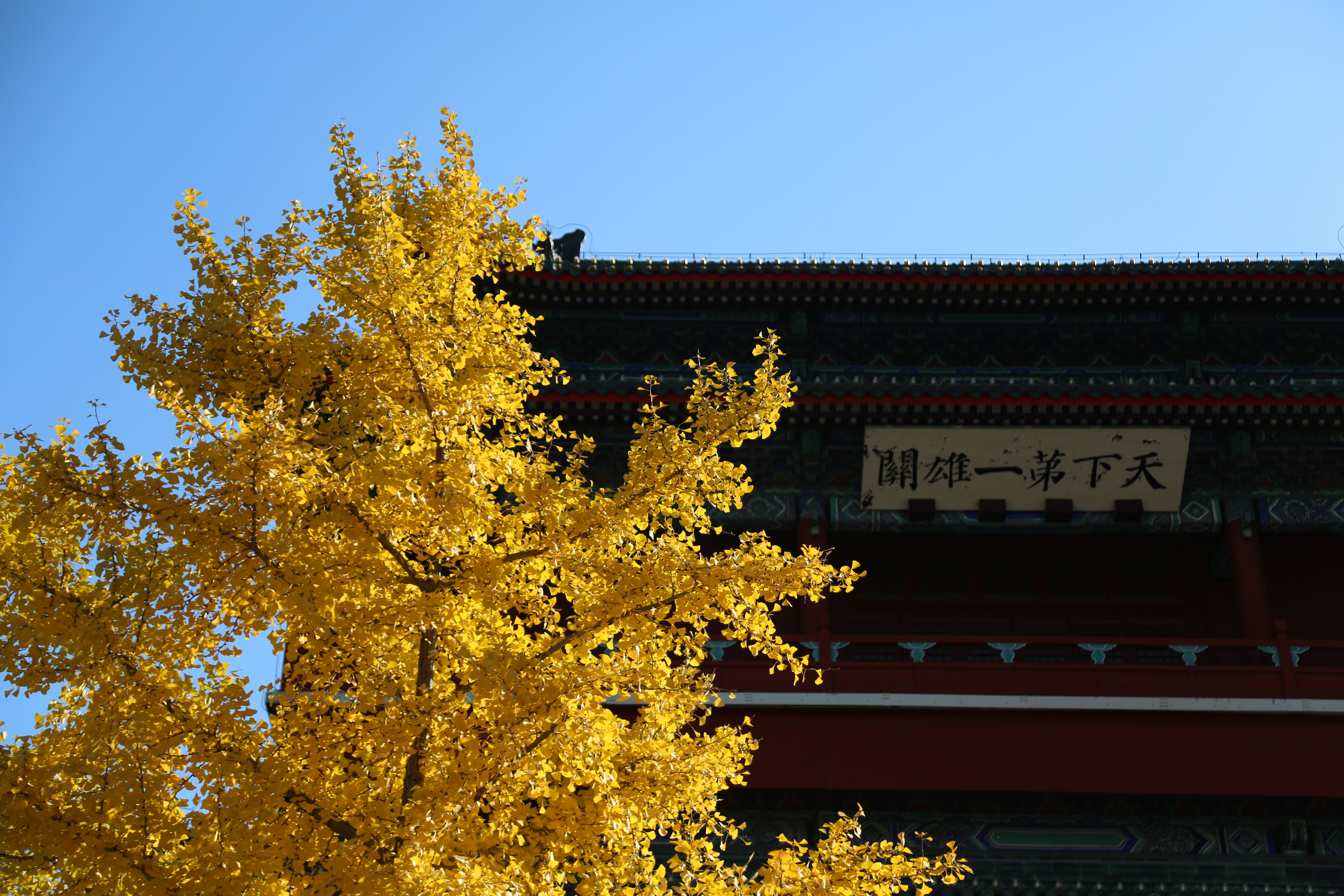 Autumn views at the Juyongguan section of the Great Wall in autumn, Beijing, China, October 29, 2024. 