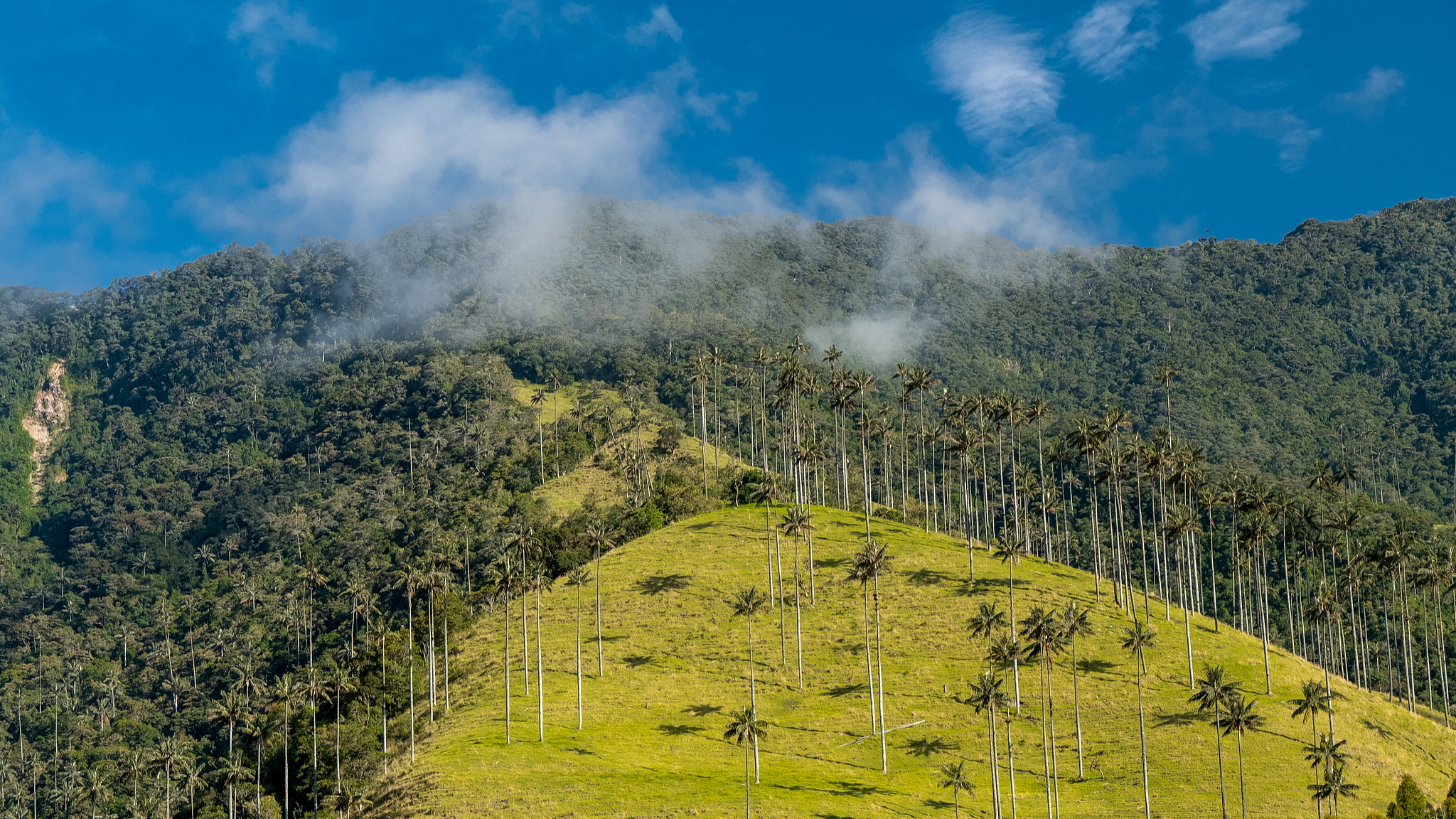 Norway allocates $20 million to support Colombia's deforestation fight