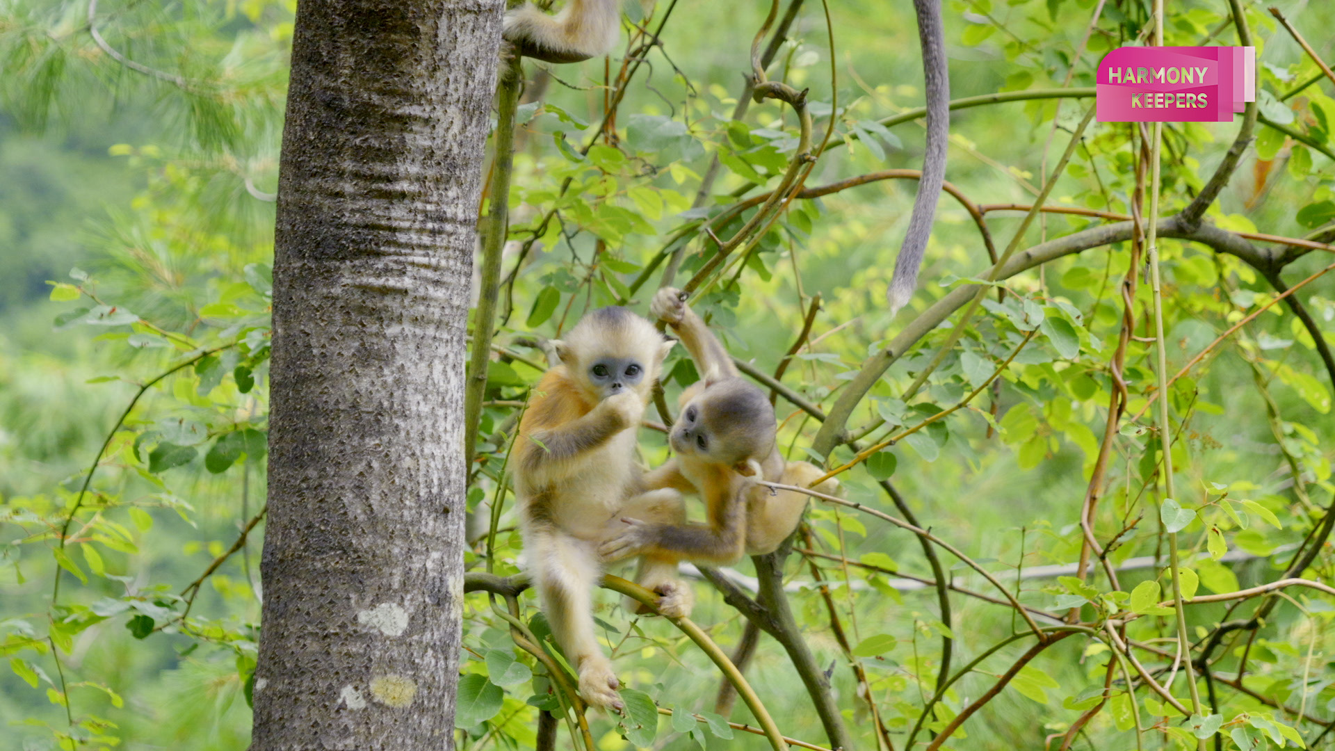 Golden snub-nosed monkeys thrive in Sichuan's Baihe Nature Reserve. /CGTN