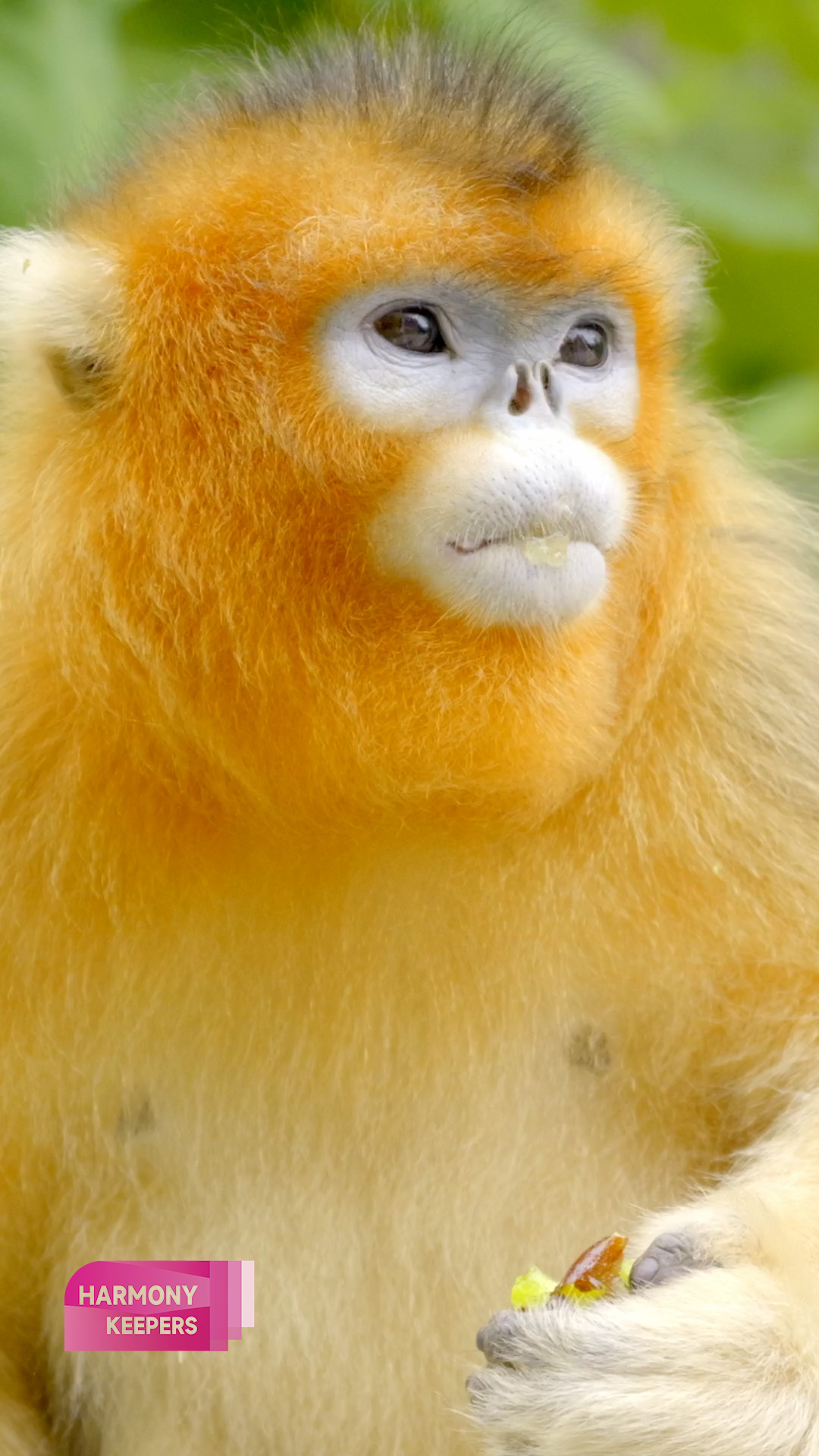 A close-up photo of a golden snub-nosed monkey in Sichuan, China. /CGTN