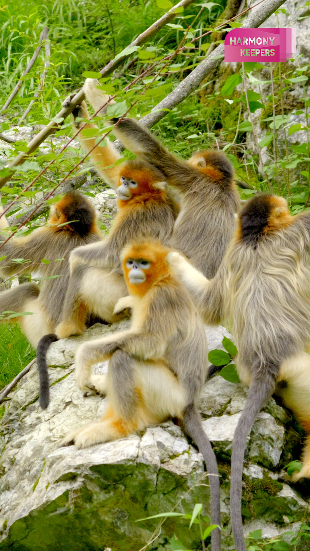 Golden snub-nosed monkeys thrive in Sichuan's Baihe Nature Reserve. /CGTN