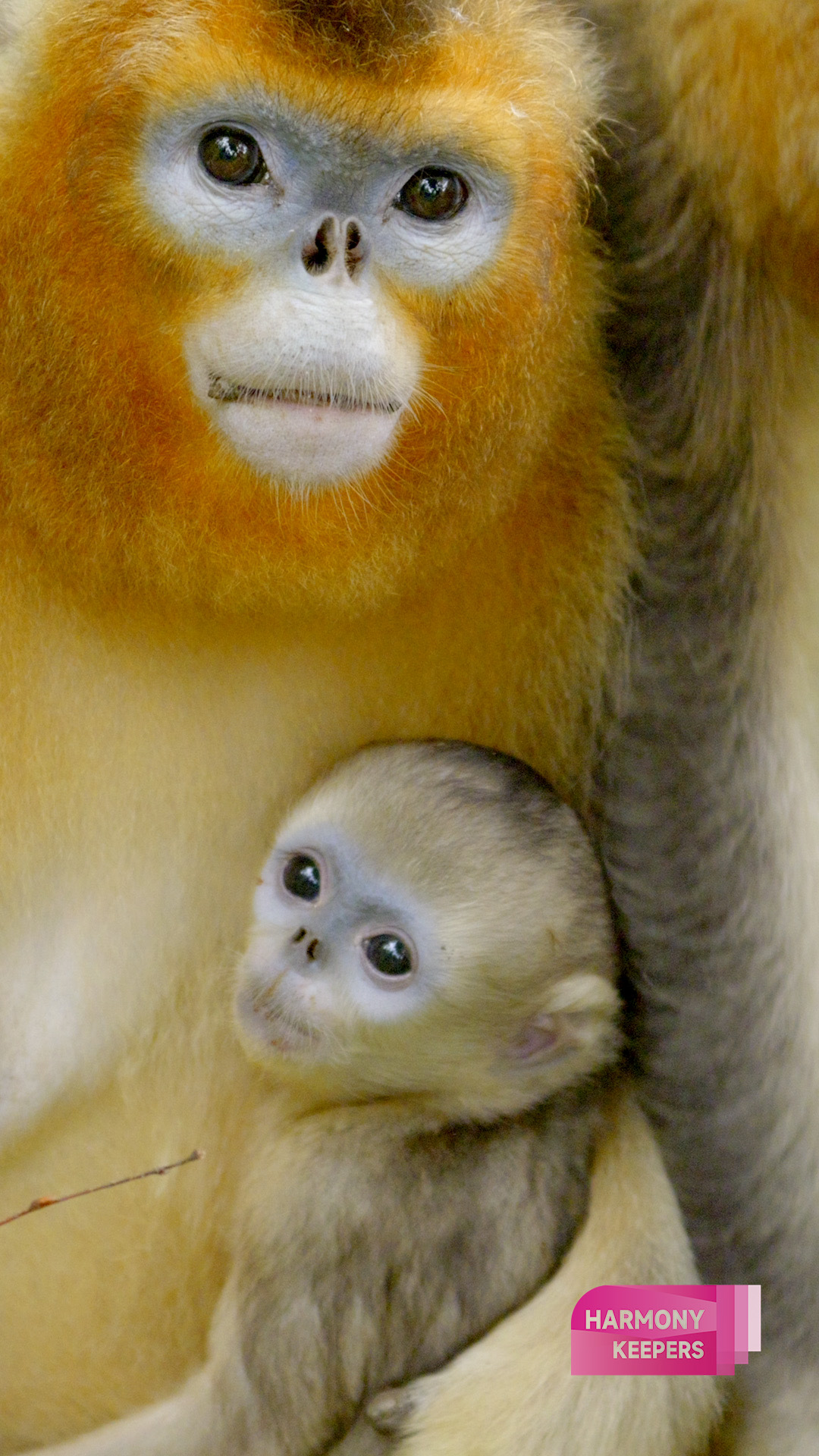 Golden snub-nosed monkeys thrive in Sichuan's Baihe Nature Reserve. /CGTN