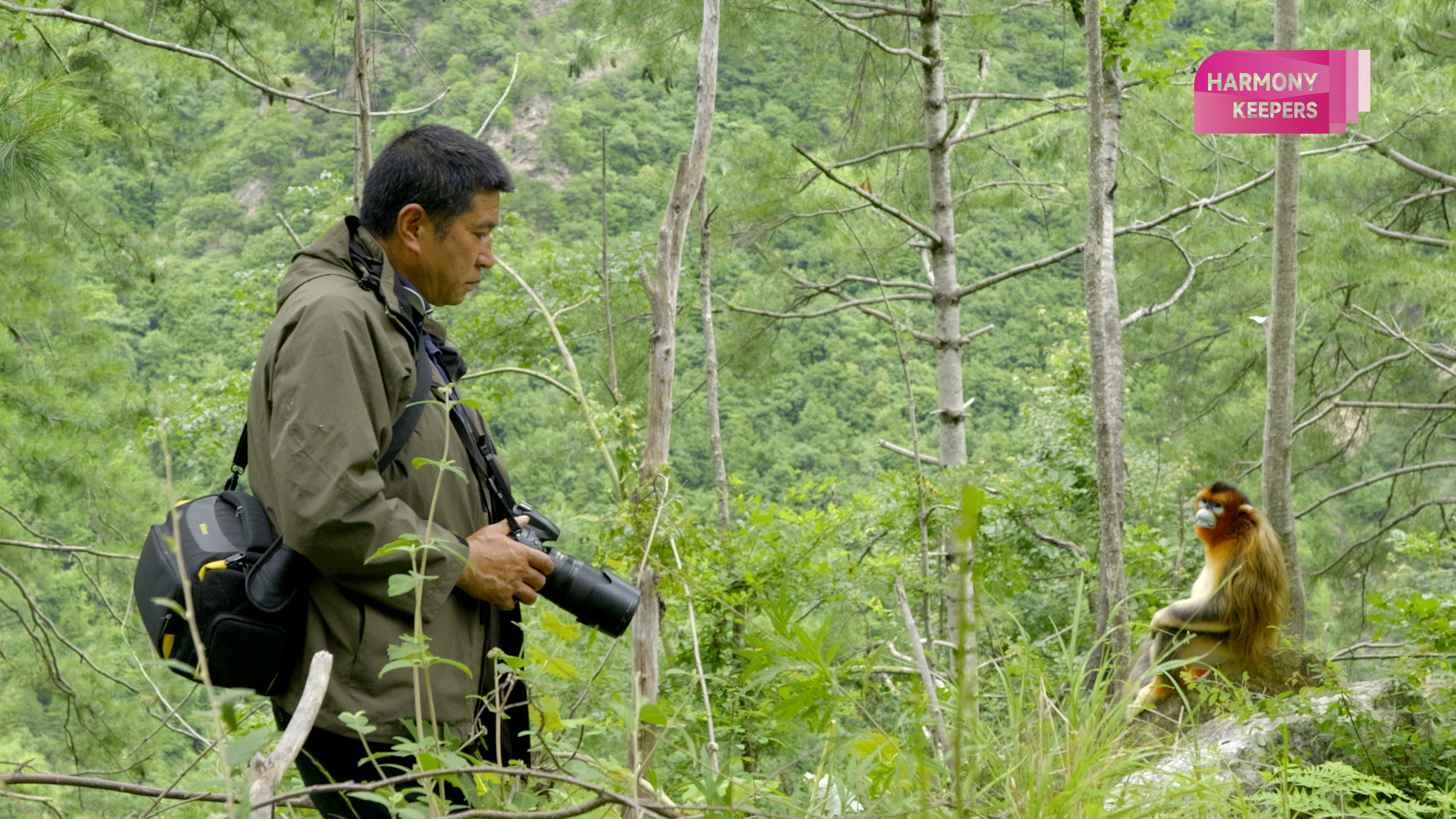 Tang Yulin treks through the lush mountains in Sichuan's Baihe Nature Reserve in search of golden snub-nosed monkeys. /CGTN