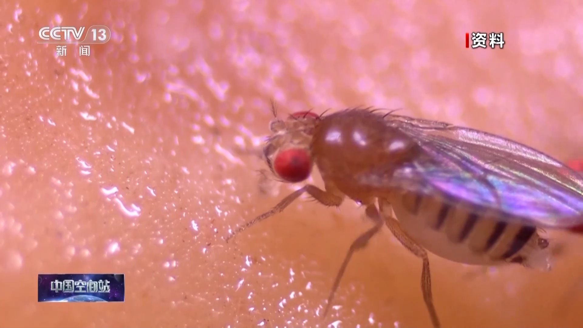 A still of a fruit fly. /CMG