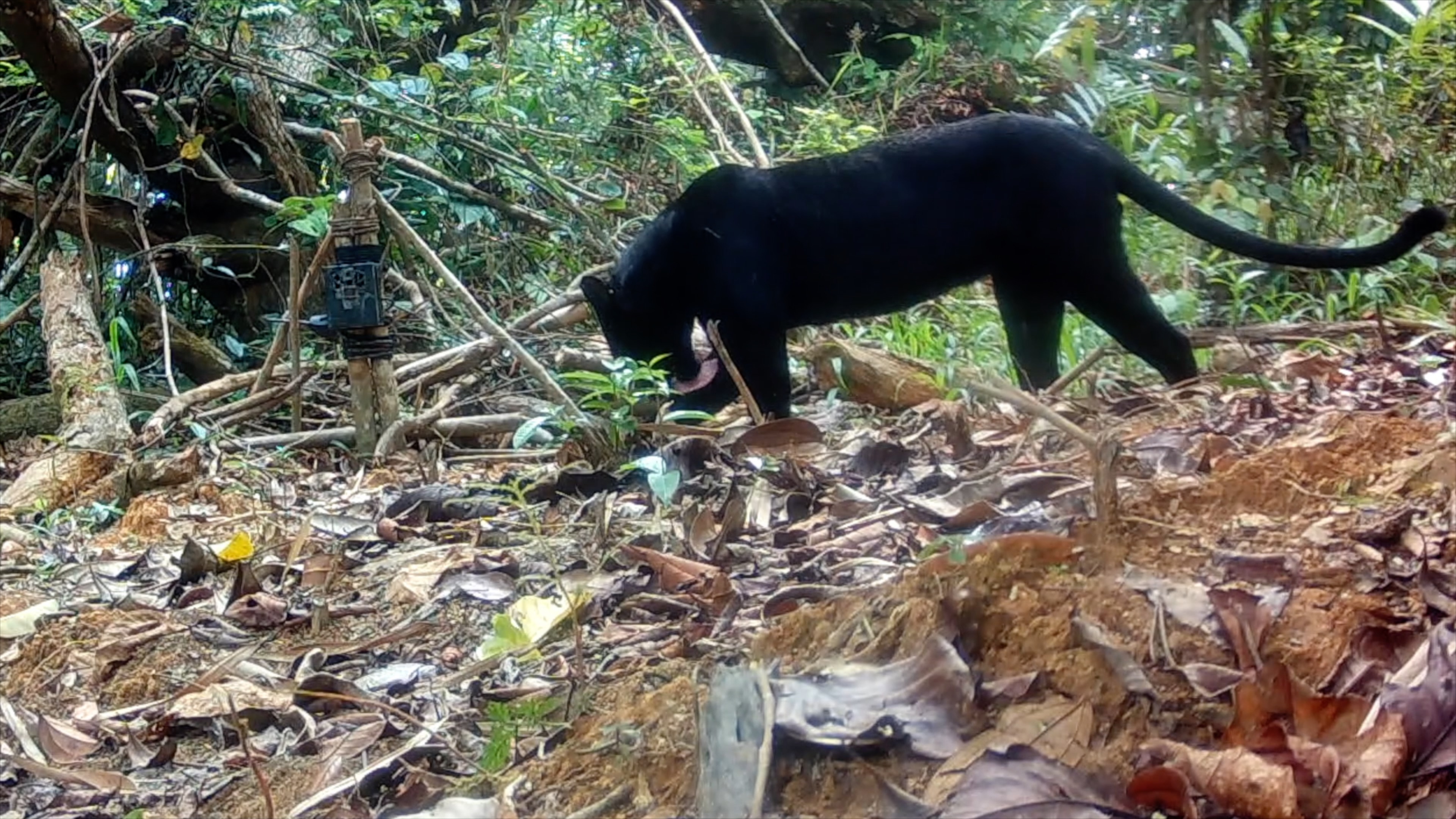 A panther captured by unmanned camera/CGTN