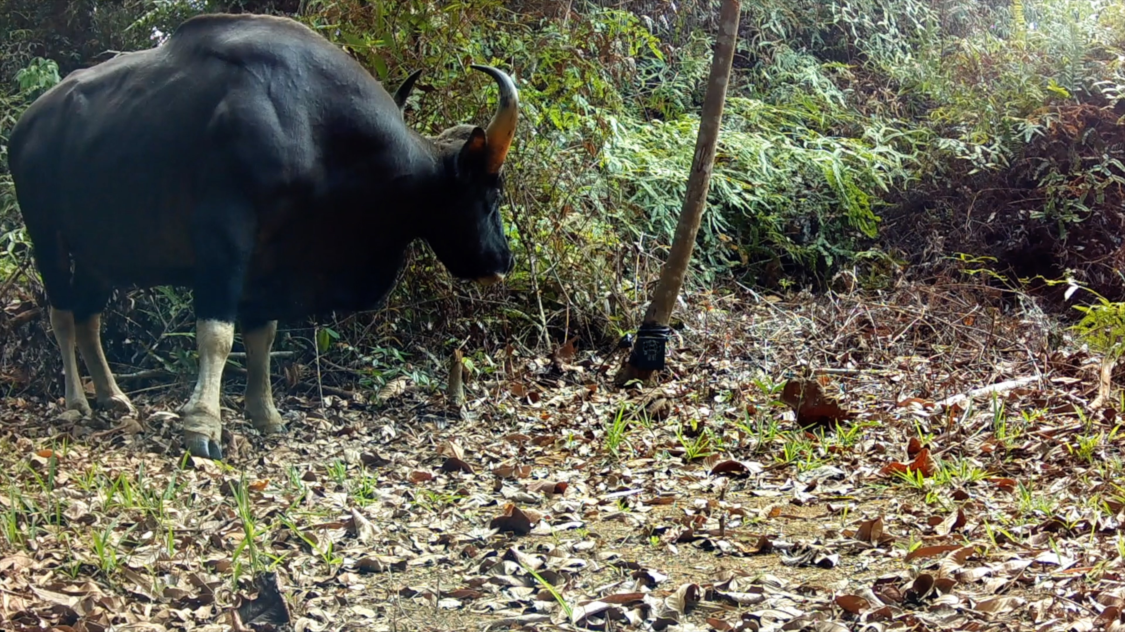 A gaur, or wild ox in Malaysia/CGTN