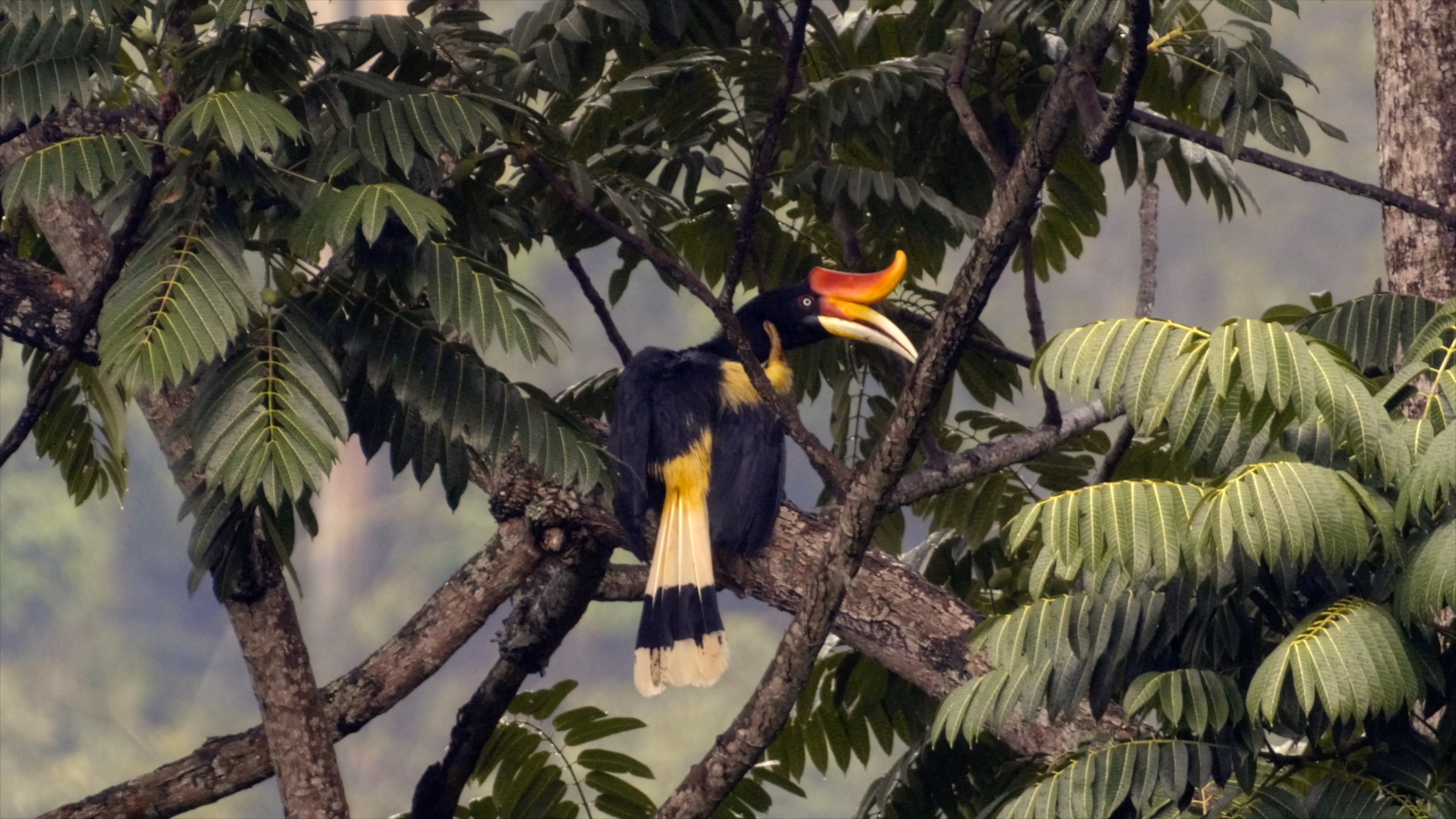 A hornbill perched on a branch/CGTN