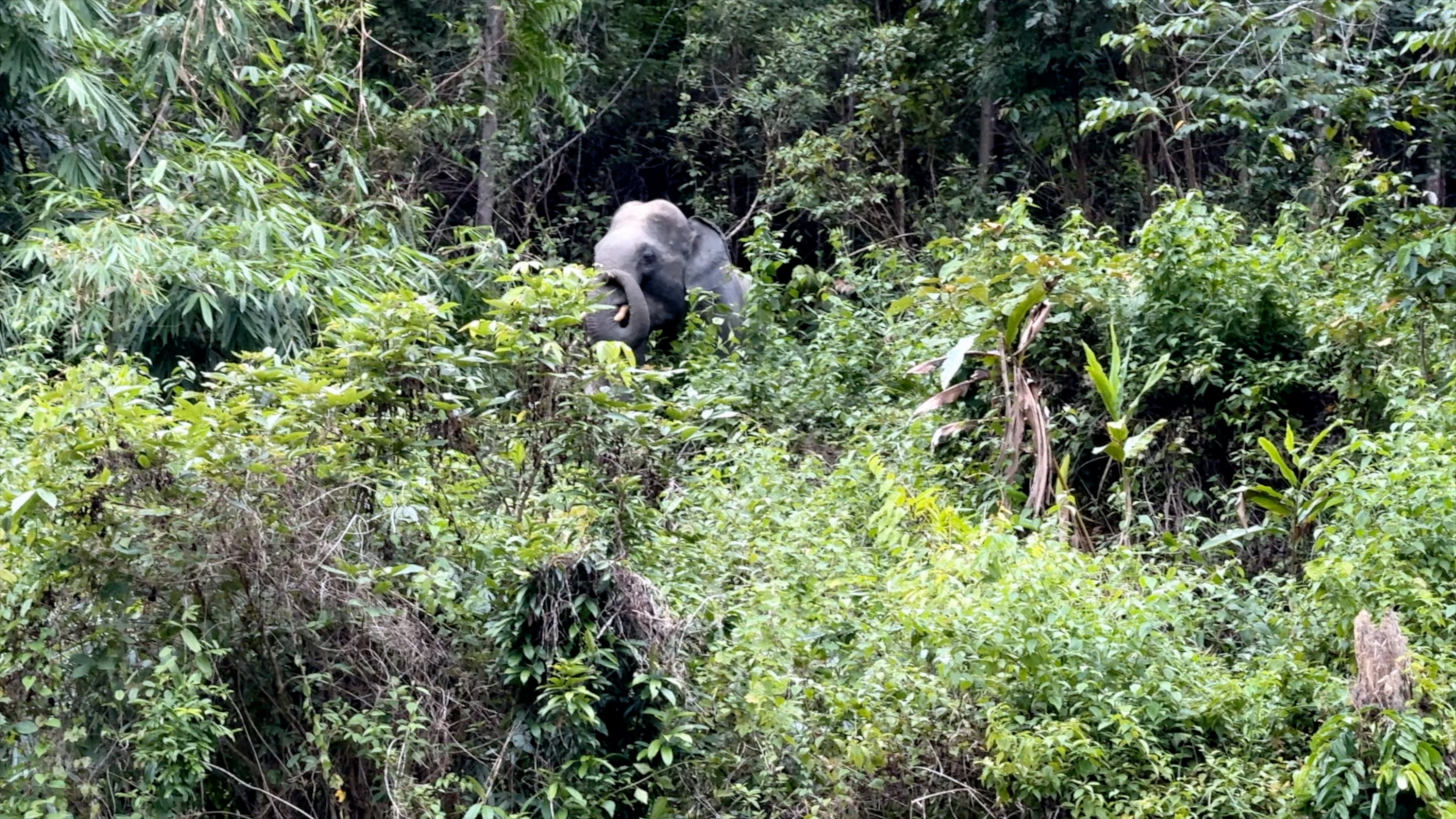 Elephant spotted in dense forest vegetation/CGTN