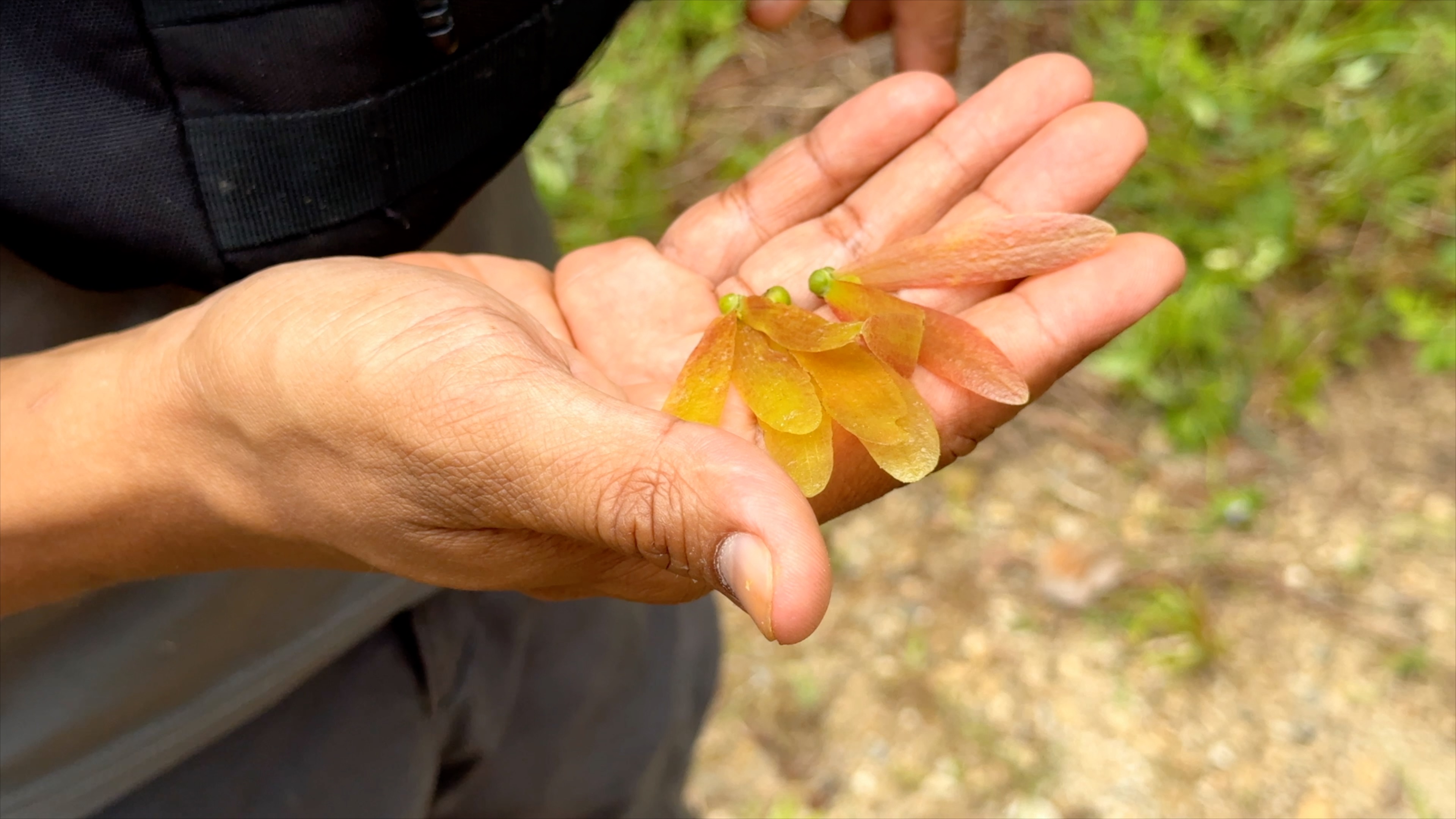 Worker showing seeds/CGTN