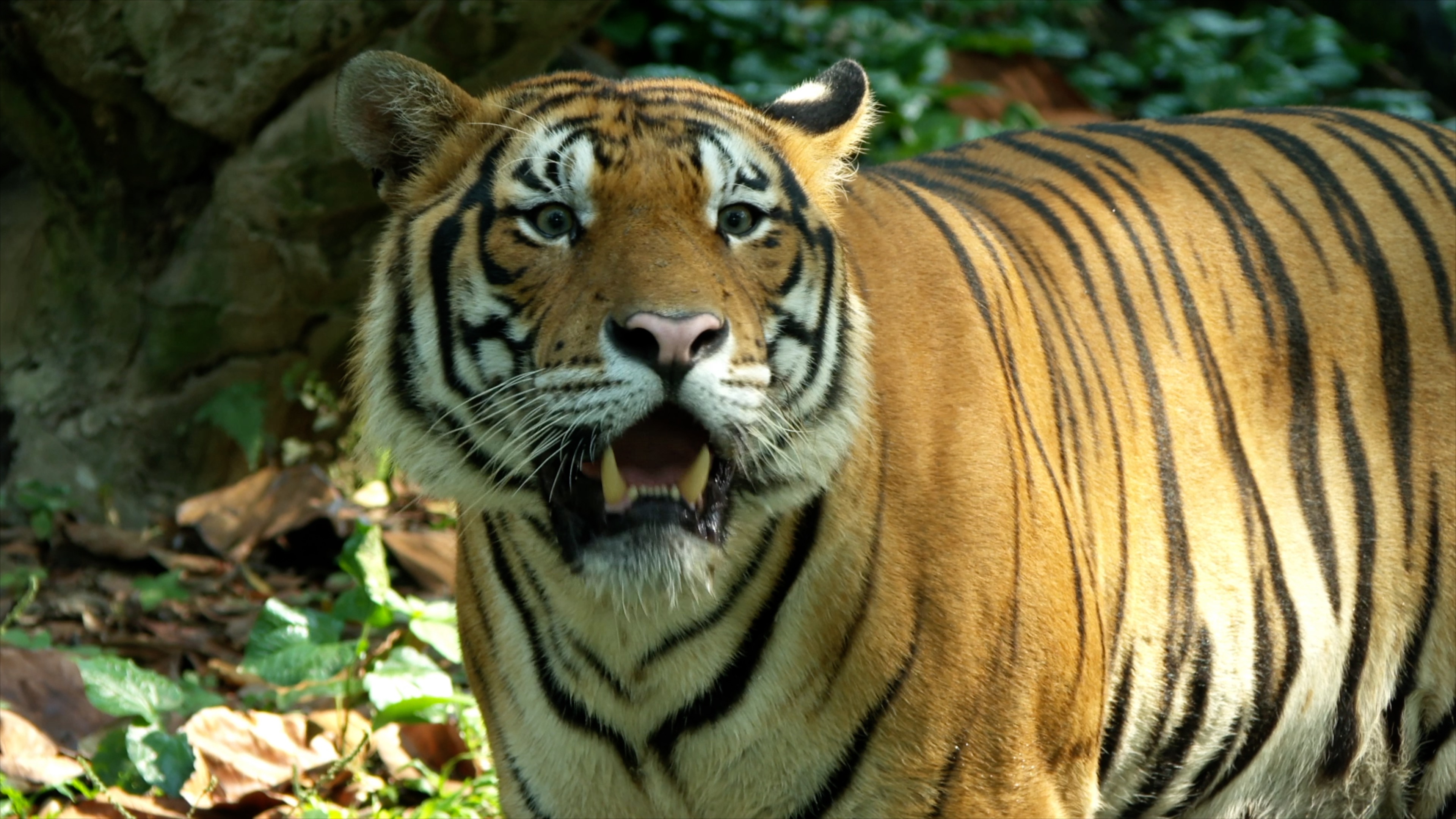 A tiger in Malaysia/CGTN