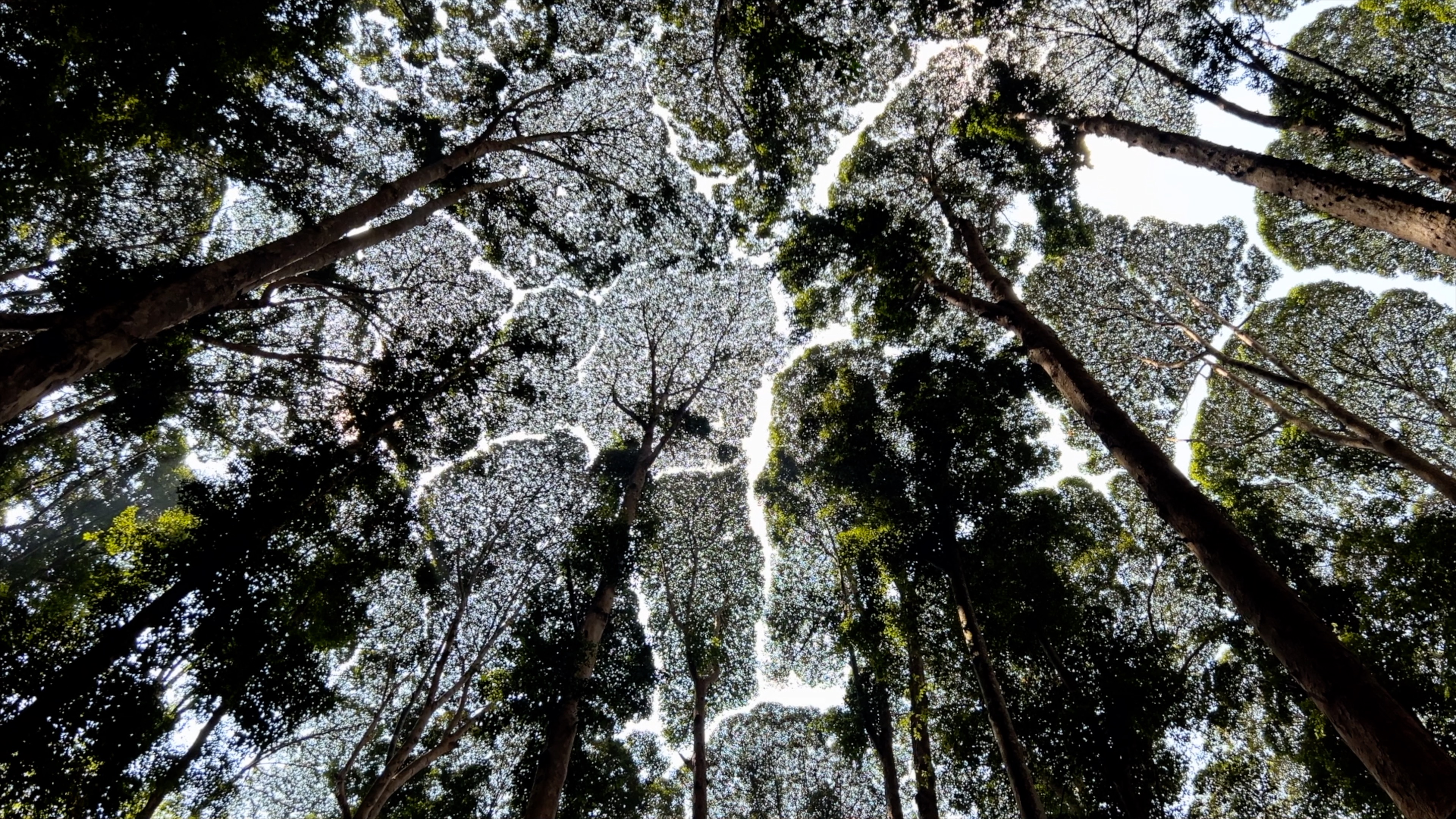 Forest canopy in Malaysia/CGTN