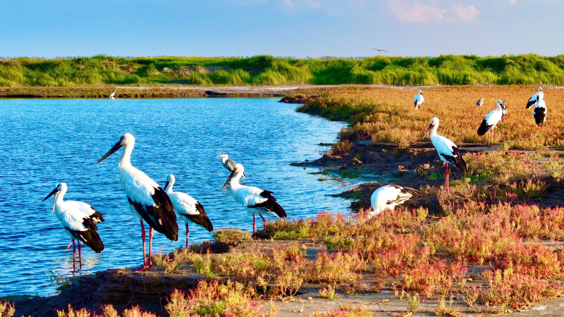Ornithologist in Jiangsu captures life in motion