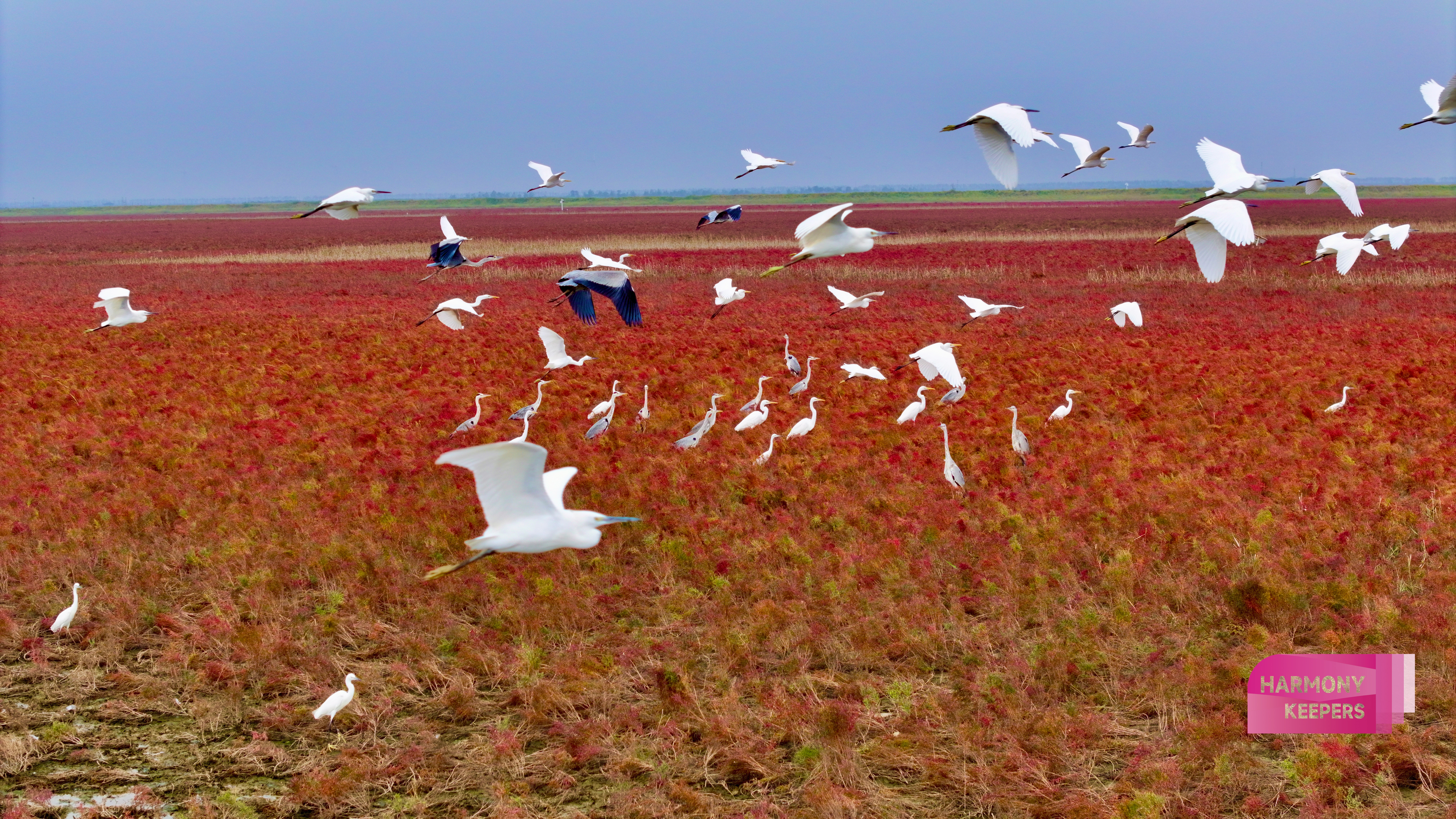 The photography work of birdwatcher Li Dongming. /Provided to CGTN