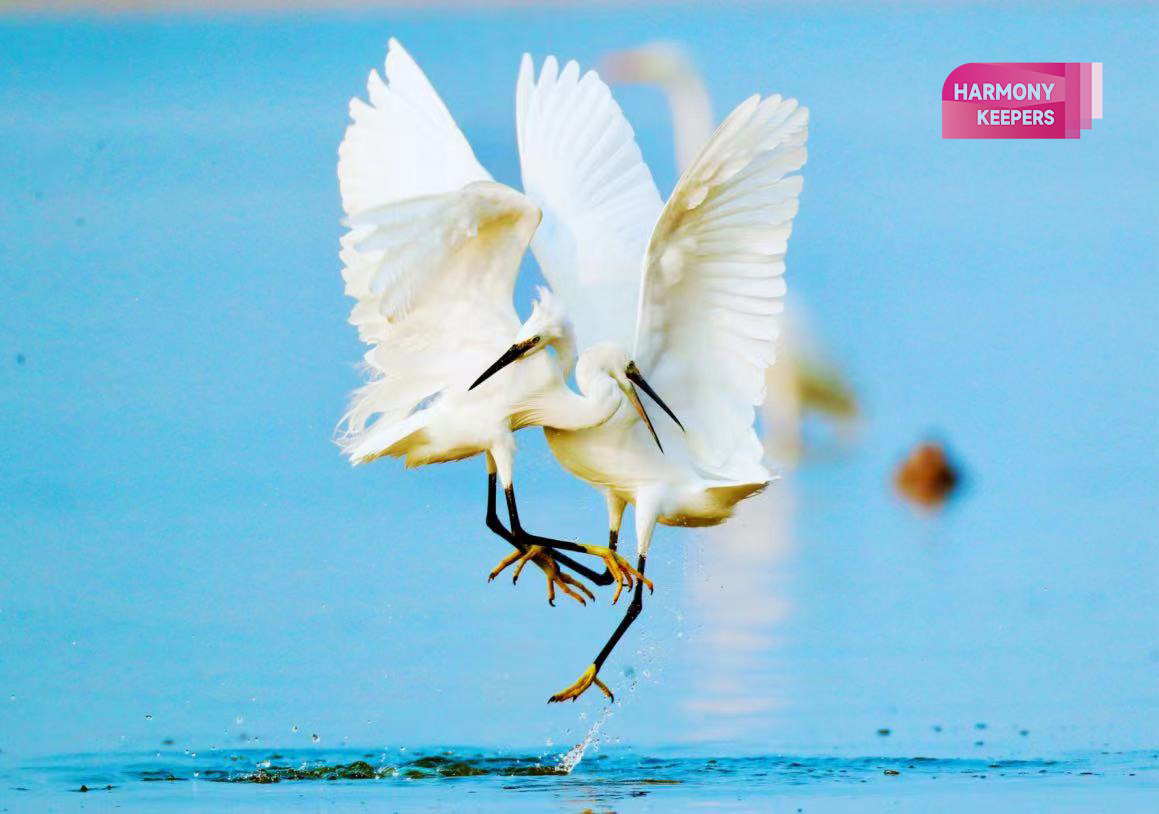 The photography work of birdwatcher Li Dongming. /Provided to CGTN