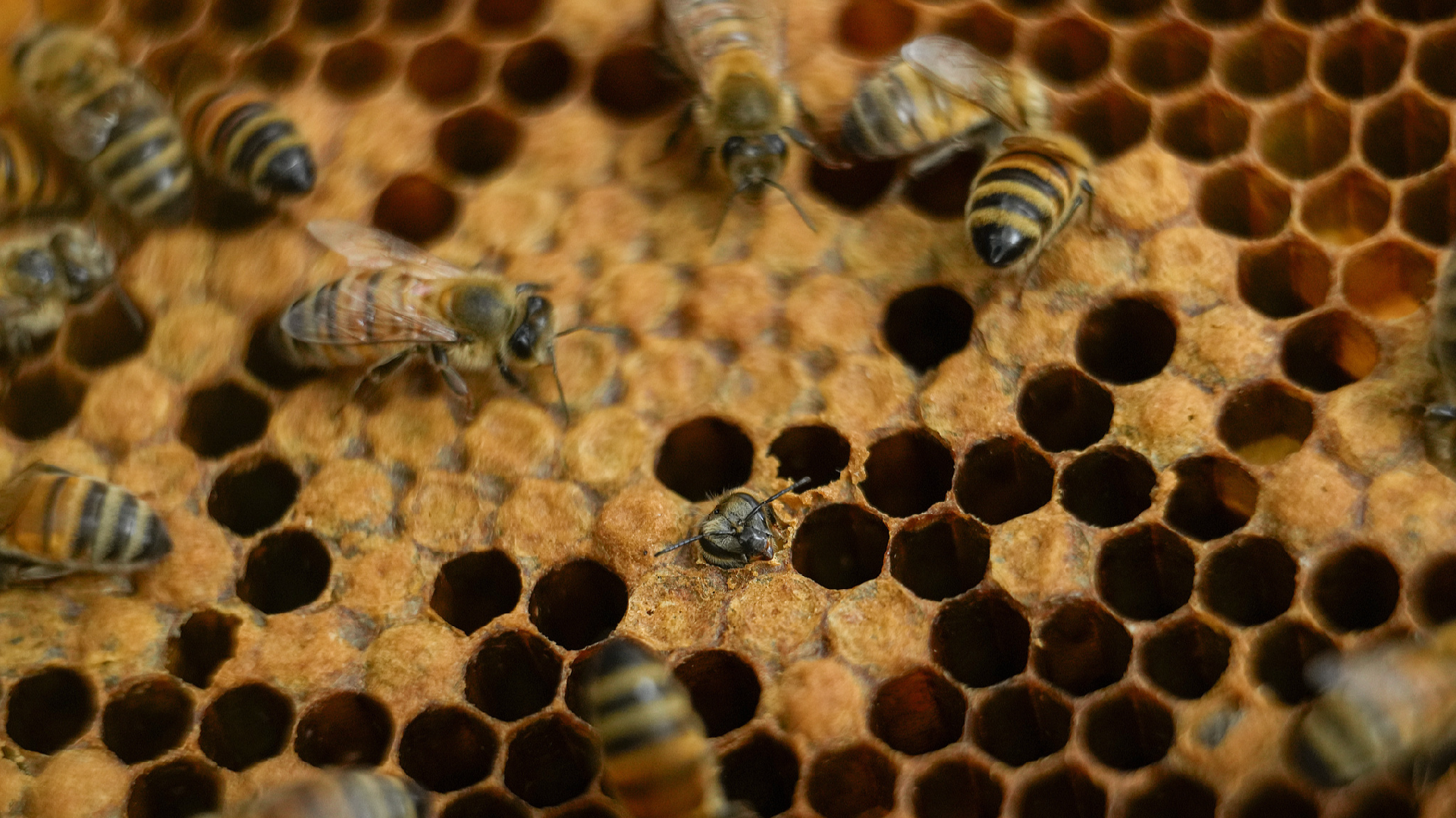 Research reveals honey bees as effective natural deterrent for elephants